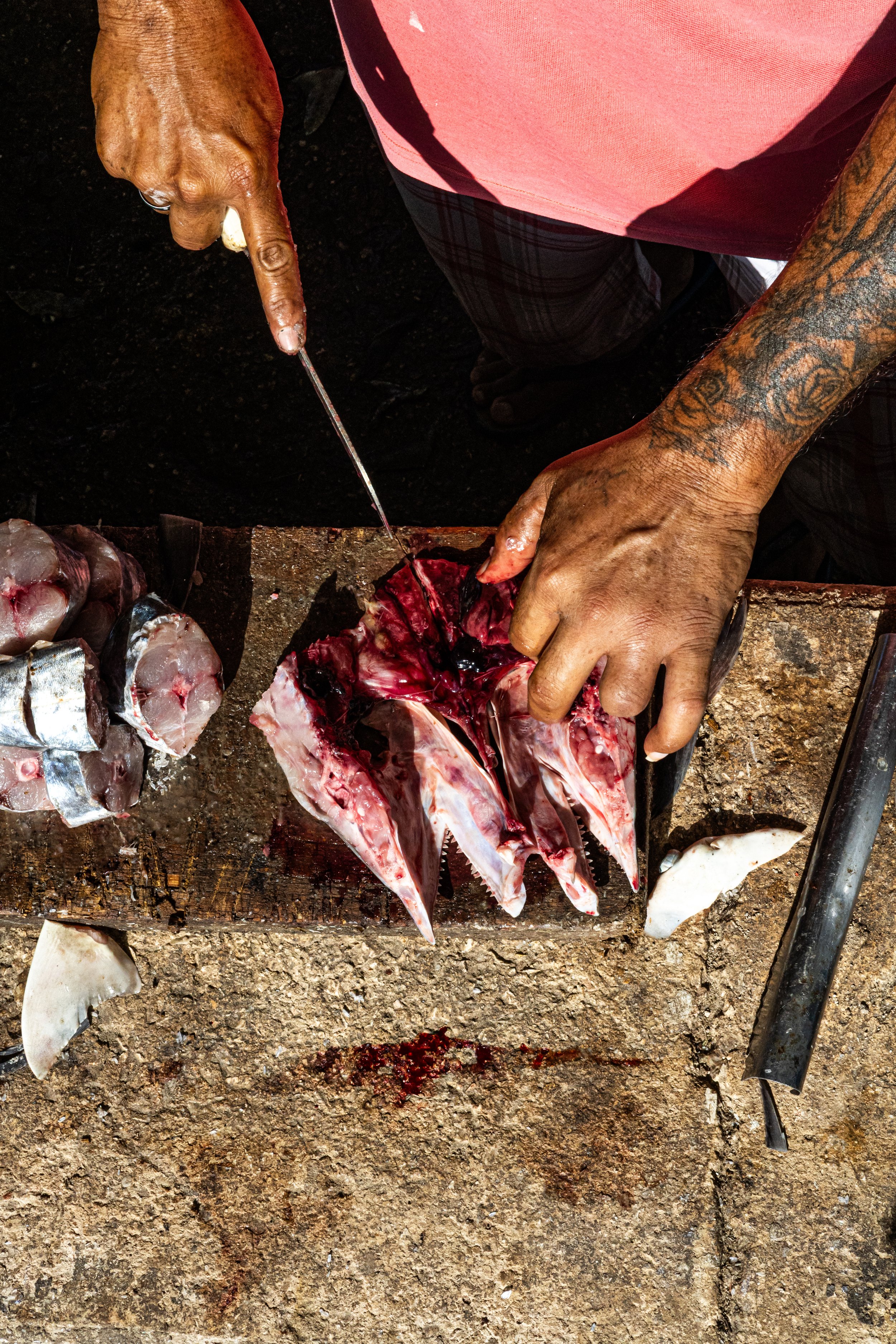 Cabeza de pez sierra