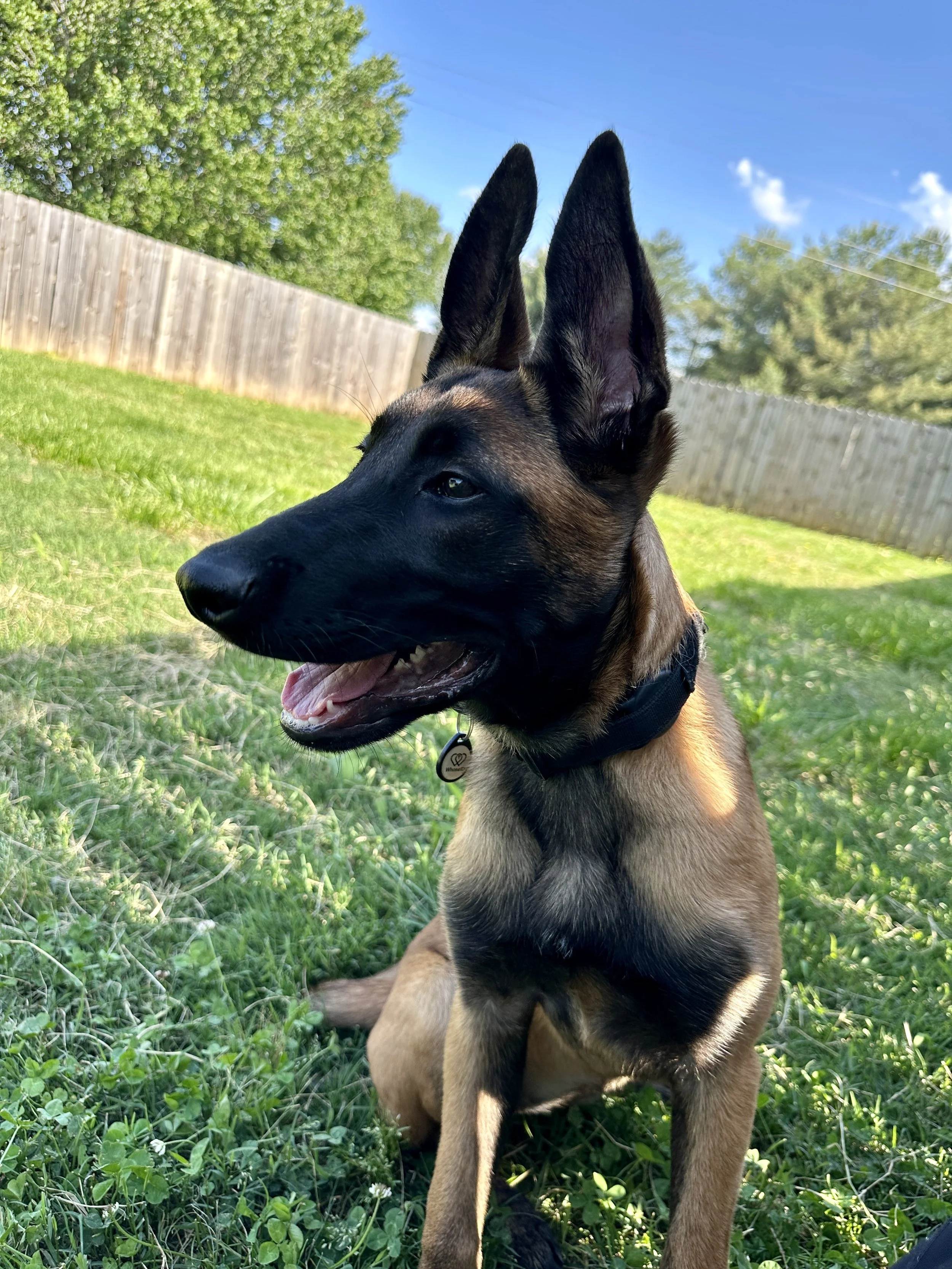 A Belgian Malinois dog sitting on grass in a backyard with a wooden fence, green trees, and a blue sky in the background.