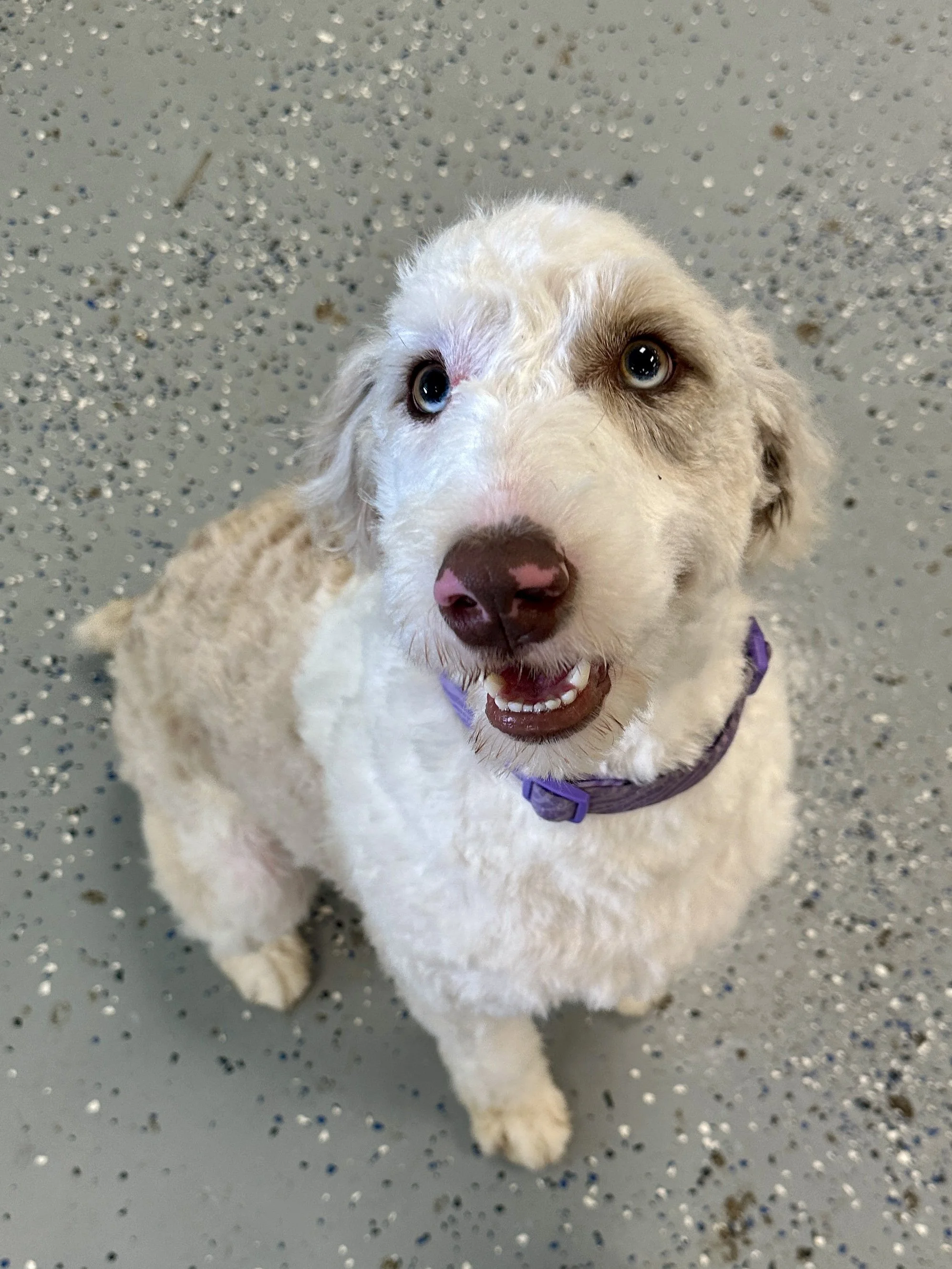 Adorable white and beige dog with blue eyes and a purple collar sitting on a speckled gray floor, looking up at the camera with a happy expression.