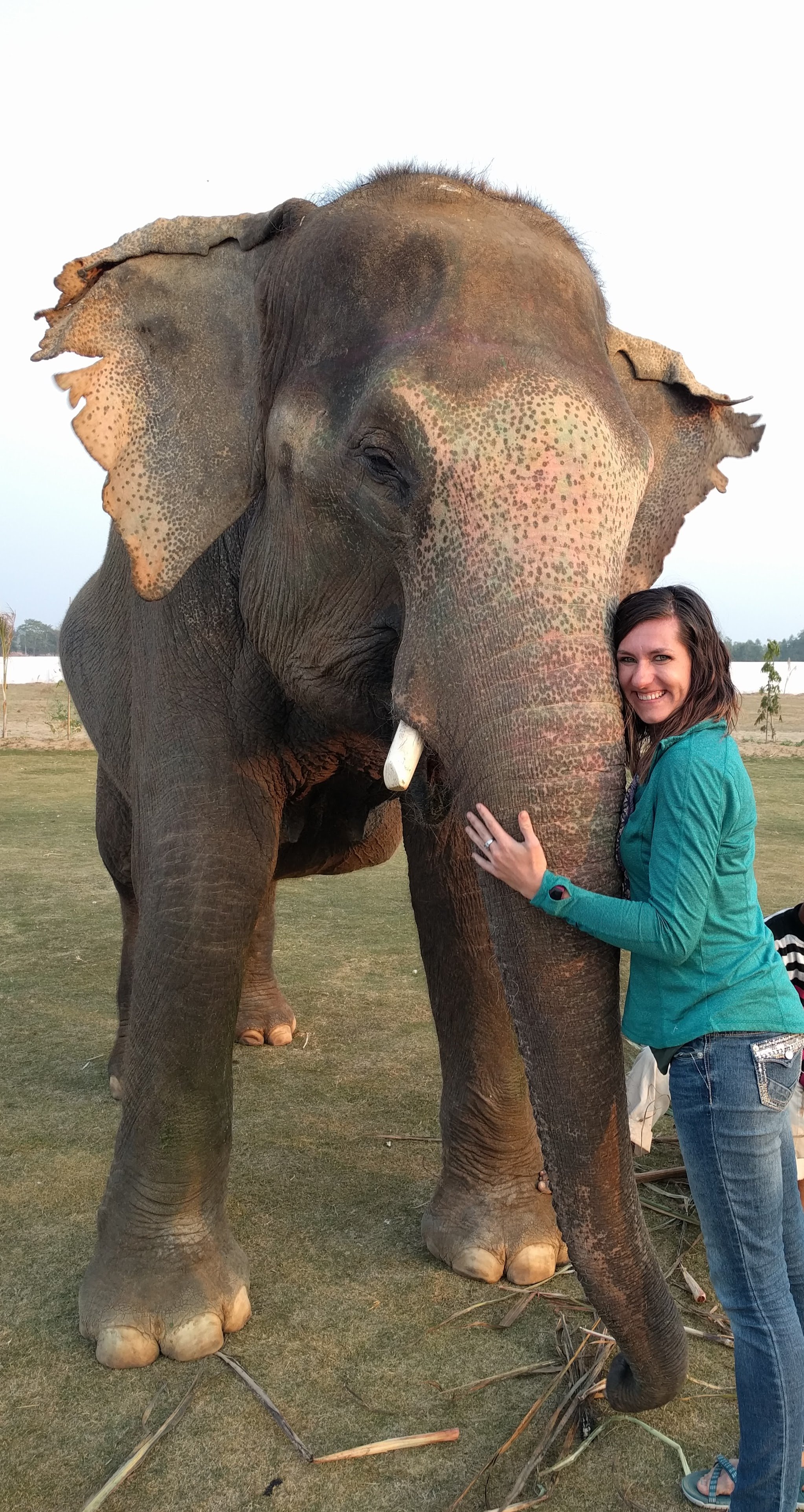 Elephant.jpg