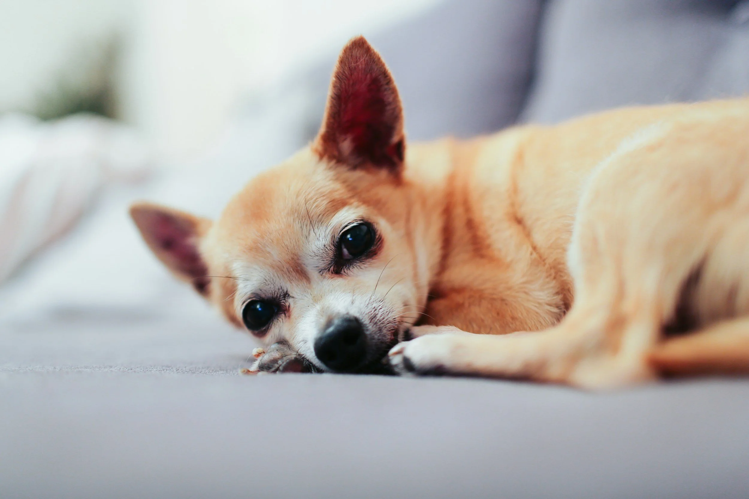 How to Assess Quality of Life in Pets