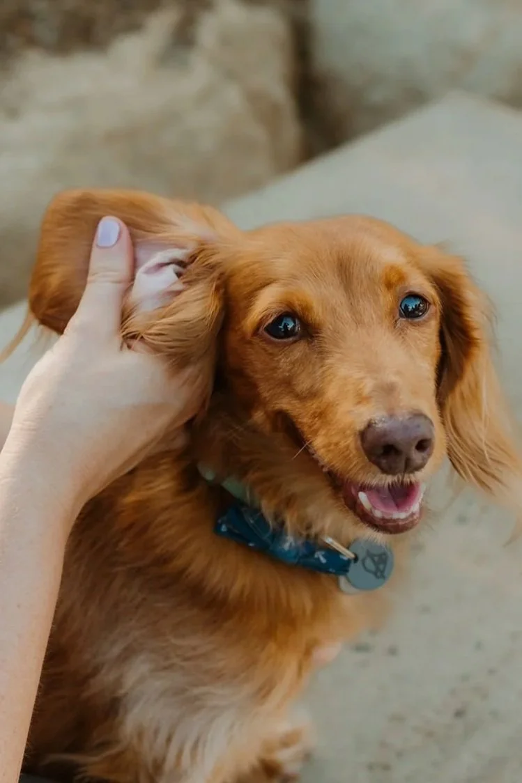 Using Cannabis in Pets with Cancer