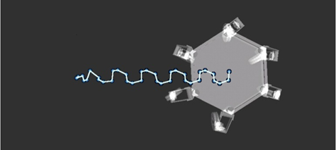 Body motion for a torque-optimized gait.