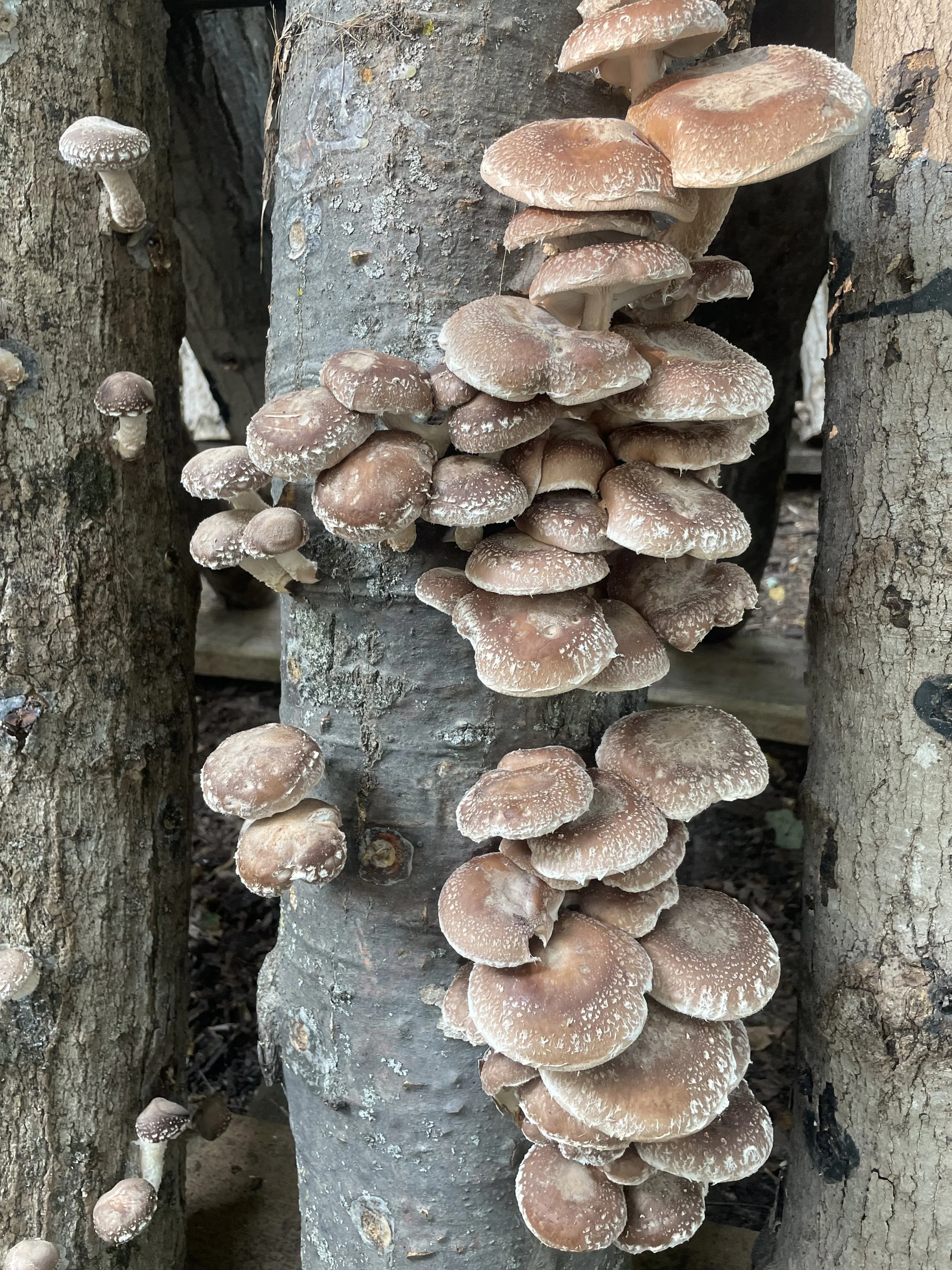 Shiitake Log