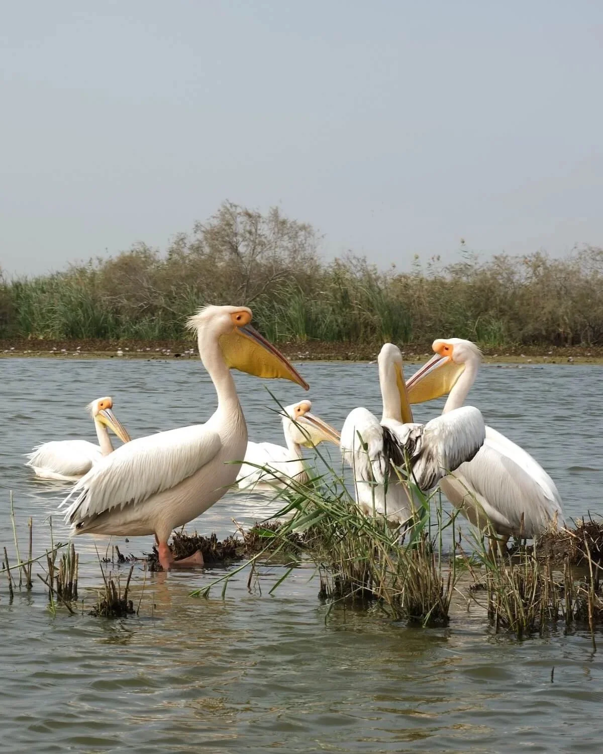 La nature comme source d'inspiration avec notamment les pélicans du Parc National des Oiseaux du Djoudj au Sénégal.