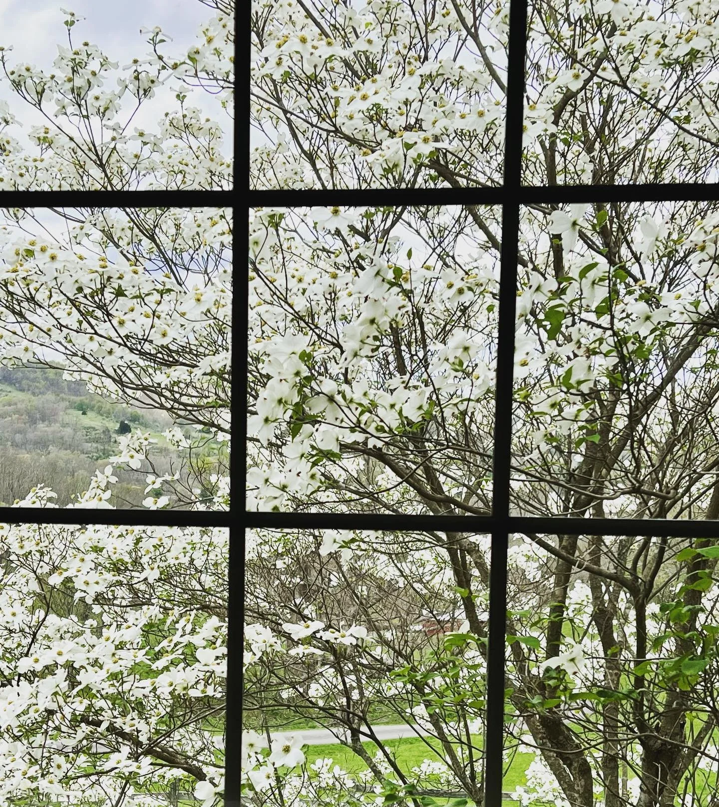 I absolutely love waking up to the sight of the dogwood tree outside my bedroom window! 🌸 I love watching this little bit of nature come alive in the spring. The petals of its delicate white flowers are like snowflakes, each one unique and exquisite