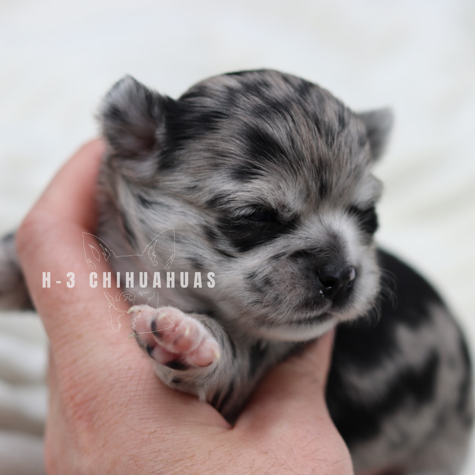 PIPPA (RESERVED)