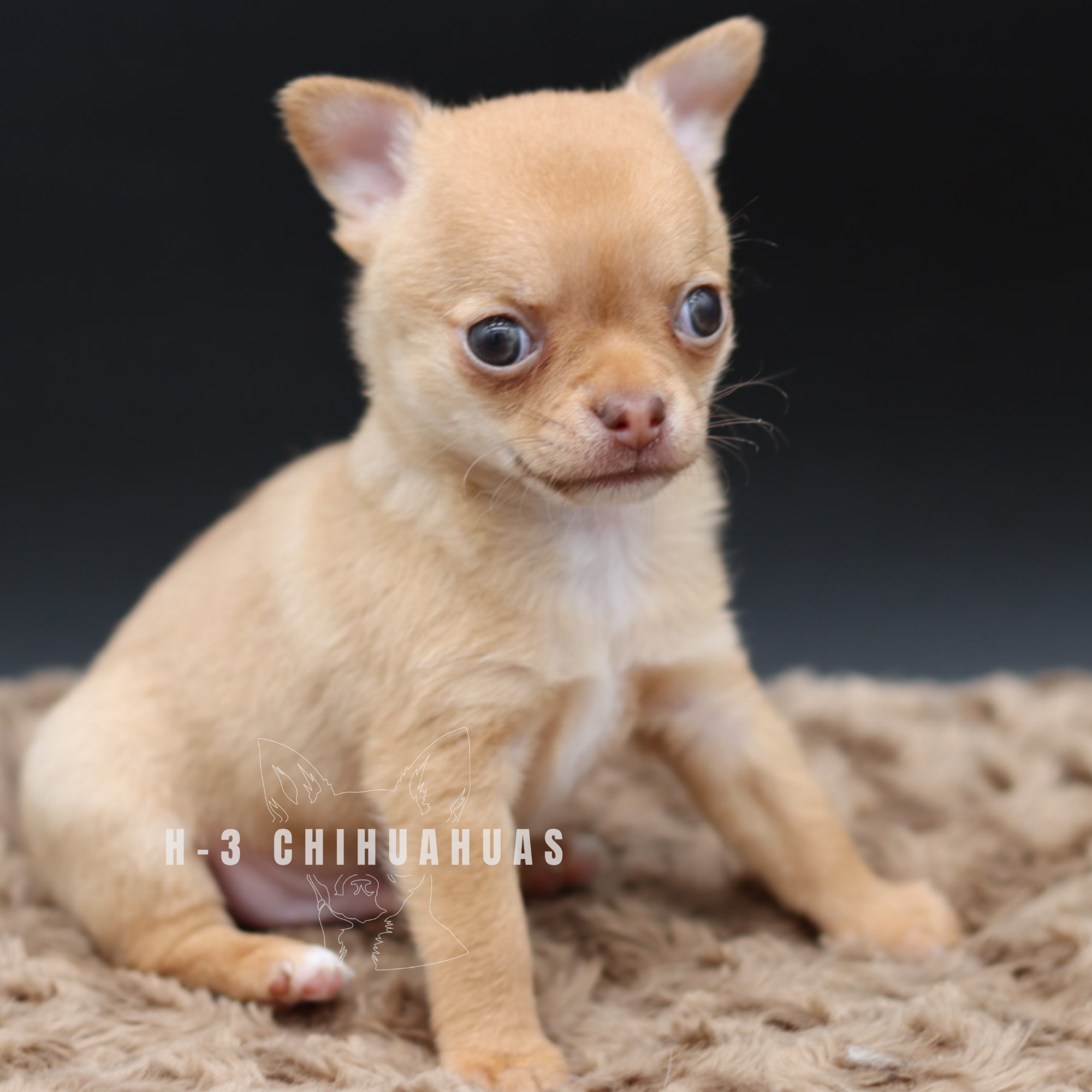 Watermarking - CULLIN - 5_25 (8).png