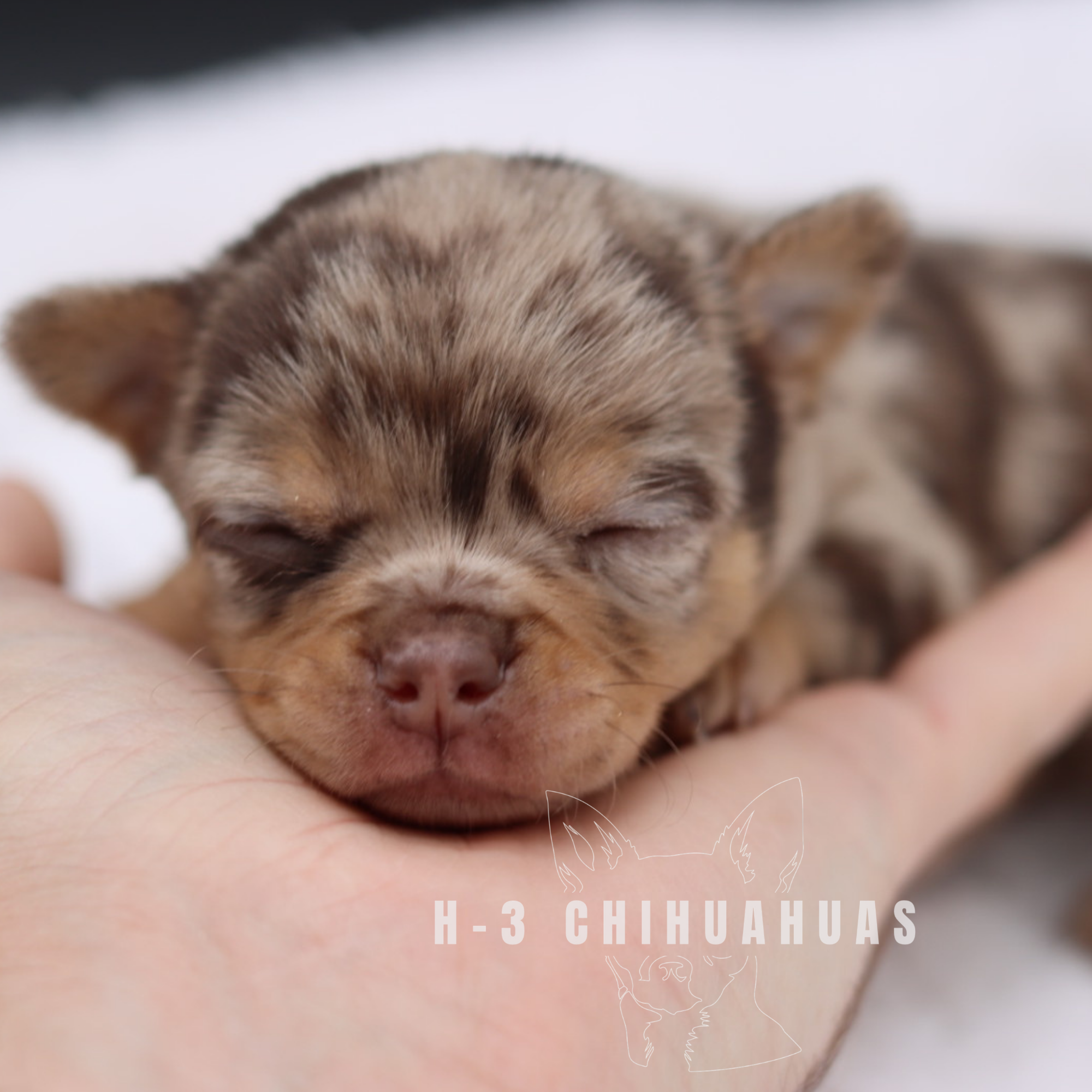 Watermarking - CULLIN - 5_25 (3).png