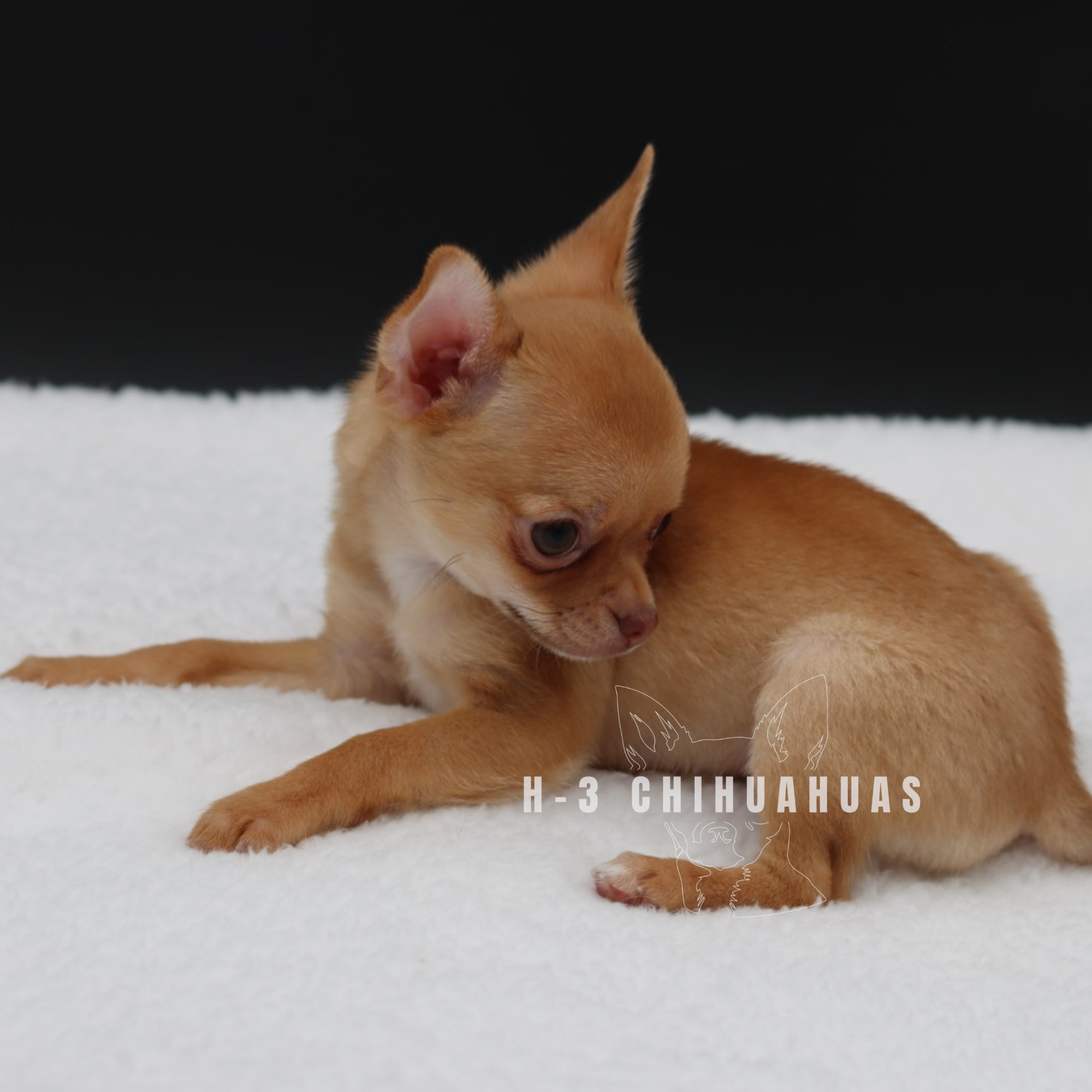 Watermarking - CULLIN - 5_25 (17).png