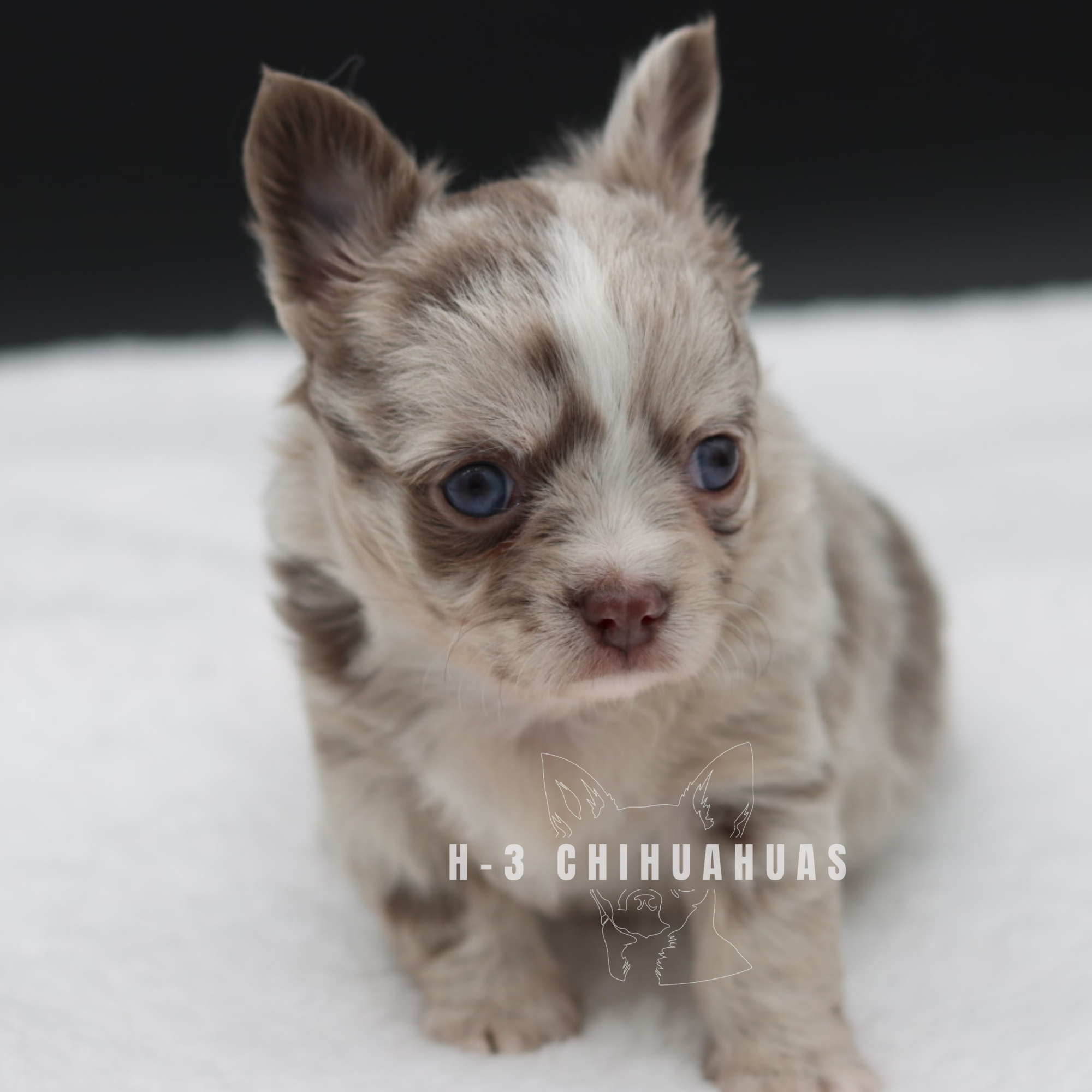 Watermarking - CULLIN - 5_25 (28).png