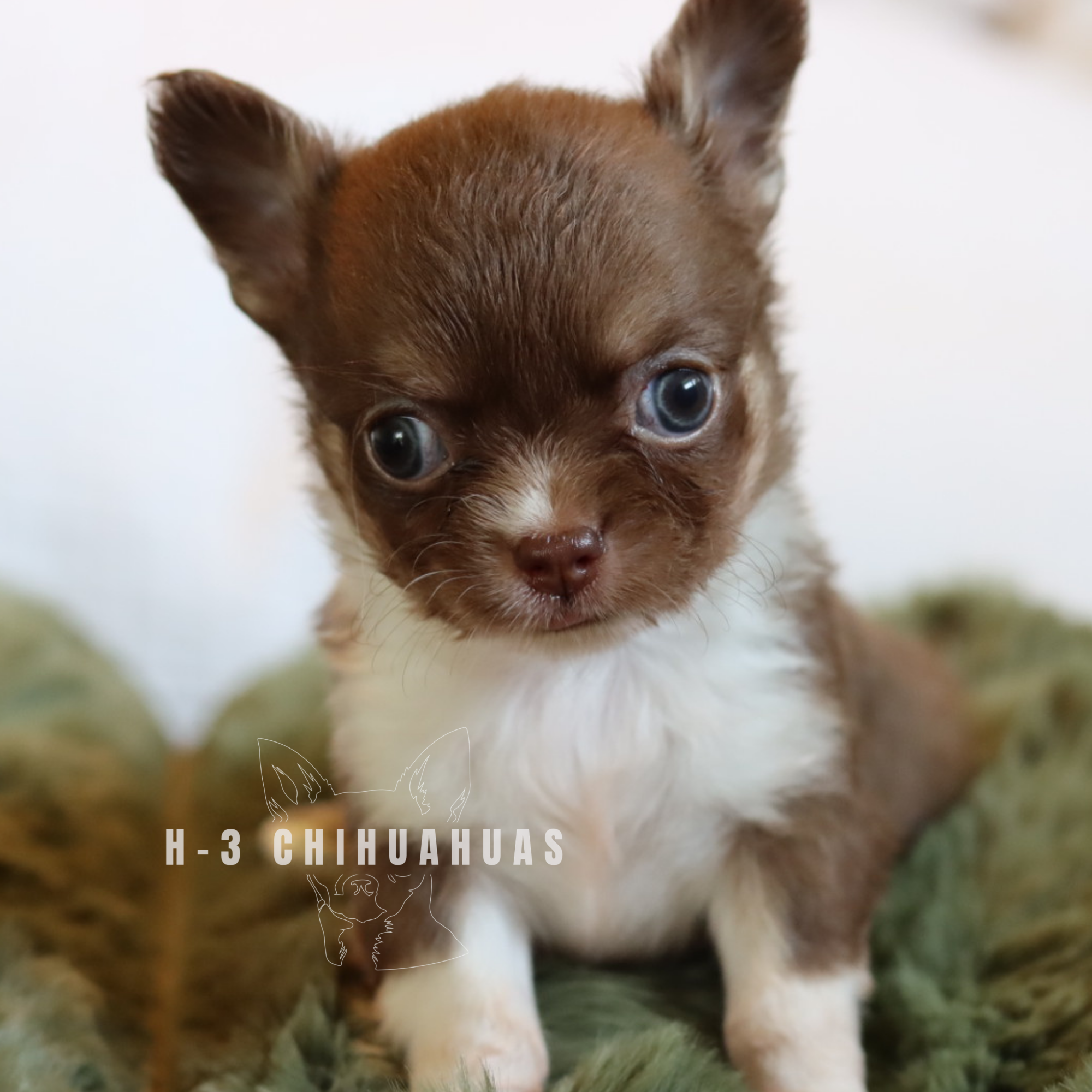 Watermarking - CULLIN - 5_25 (8).png