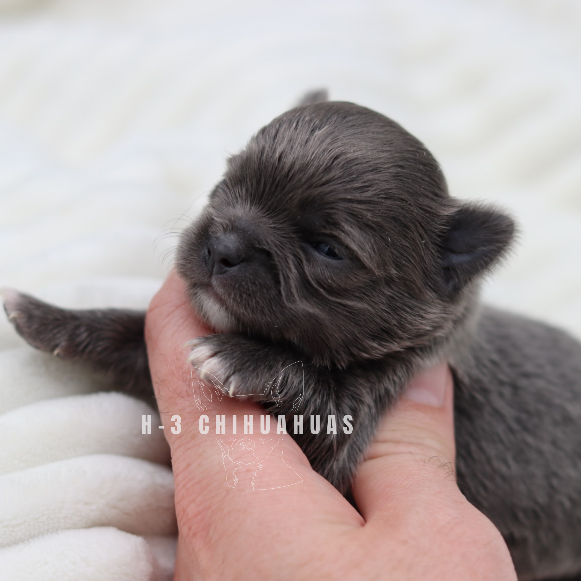 Watermarking - CULLIN - 5_25 (12).png