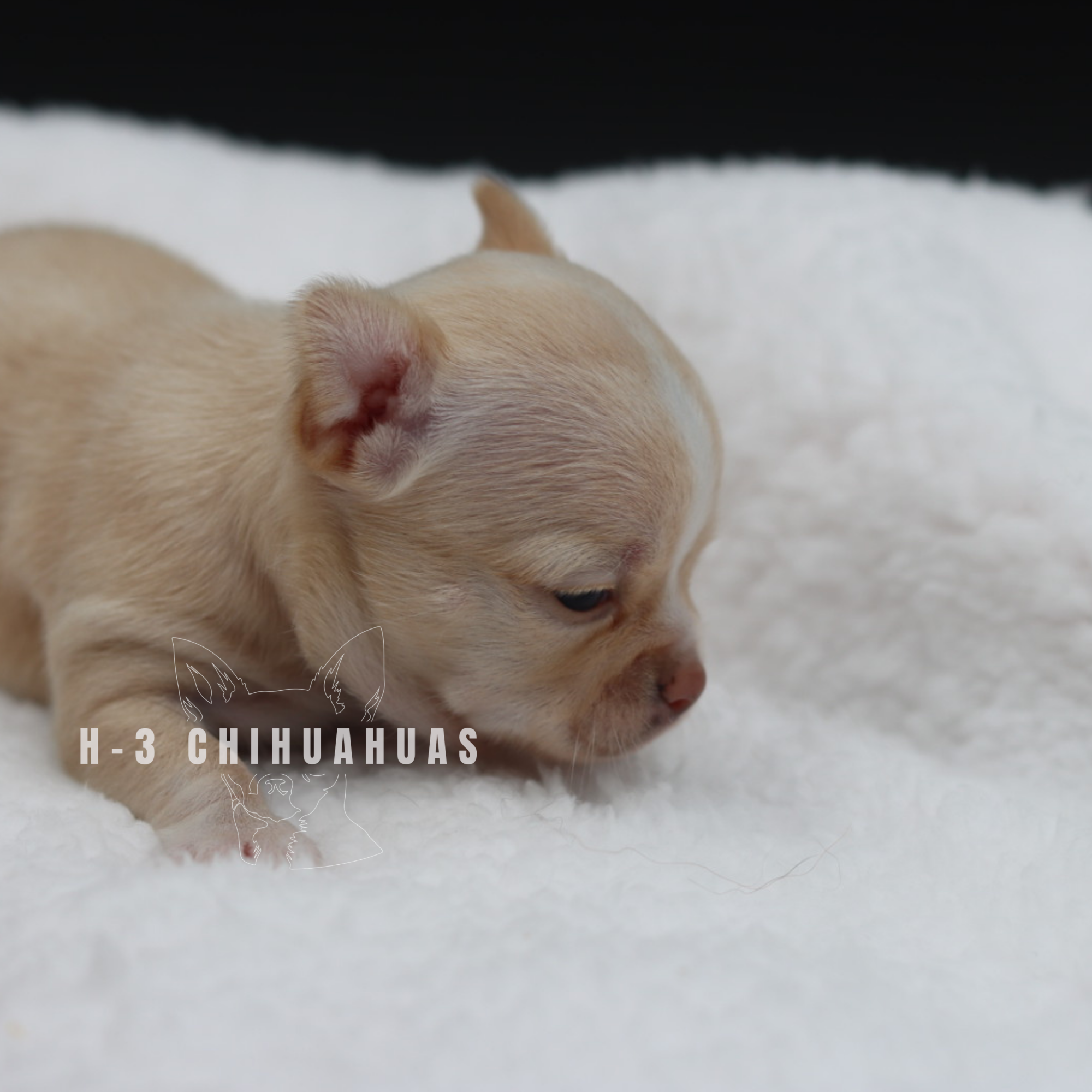 Watermarking - CULLIN - 5_25 (8).png