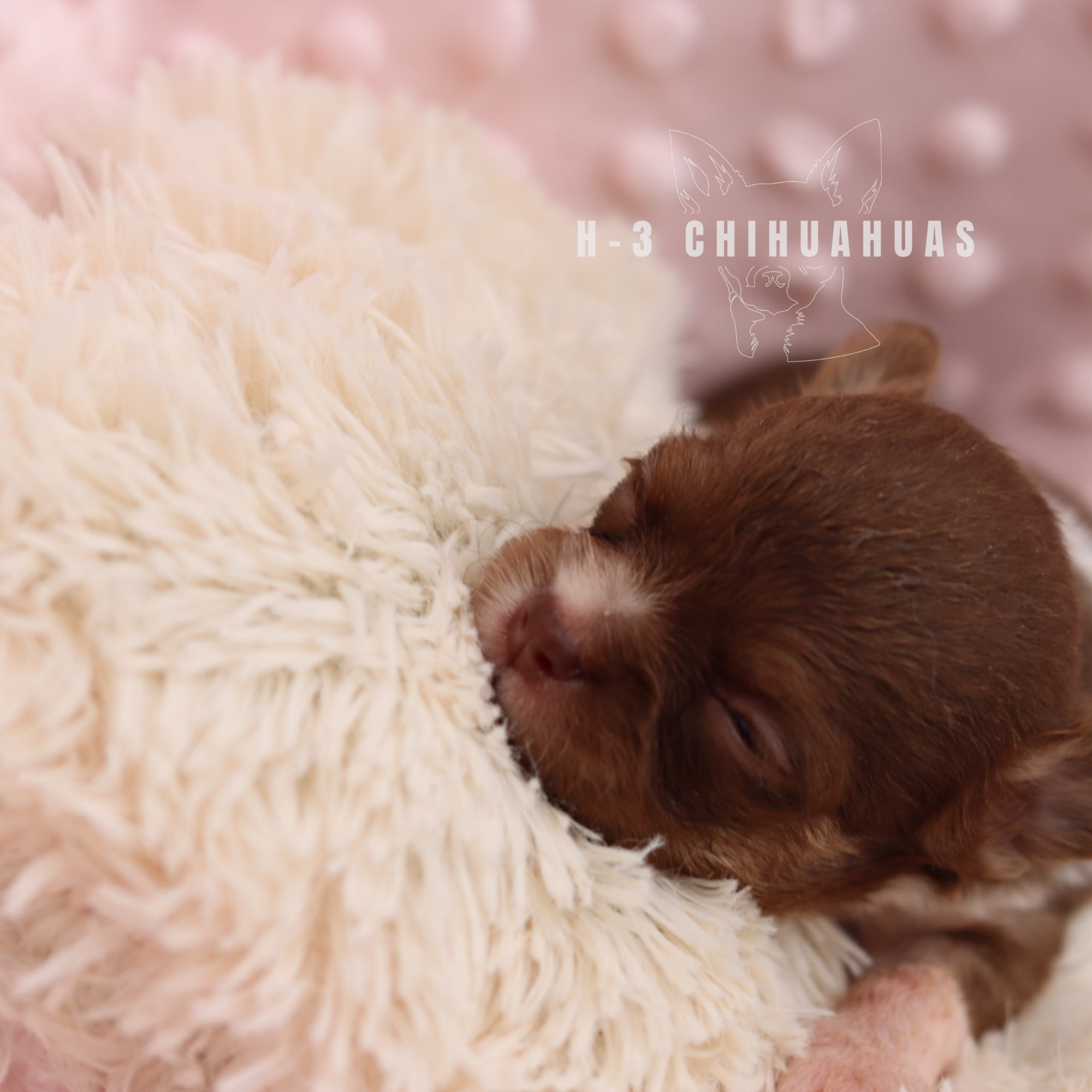 Watermarking - CULLIN - 5_25 (17).png