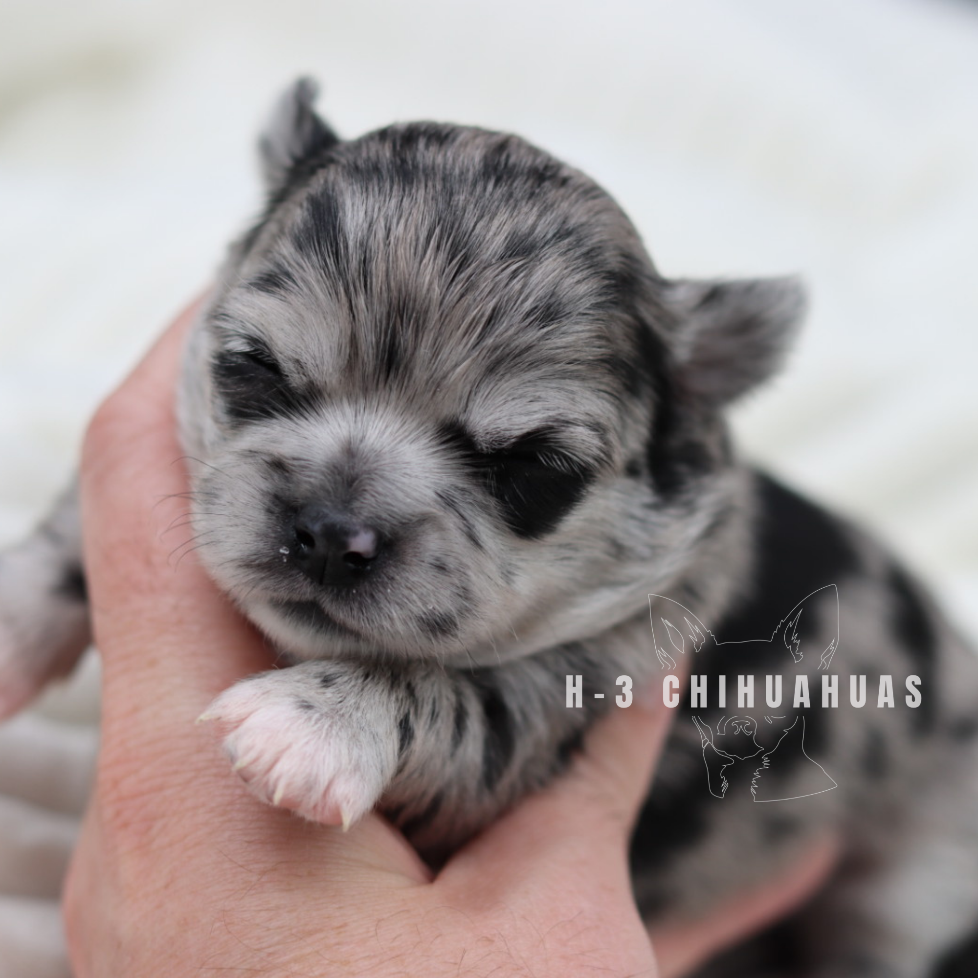 Watermarking - CULLIN - 5_25 (9).png