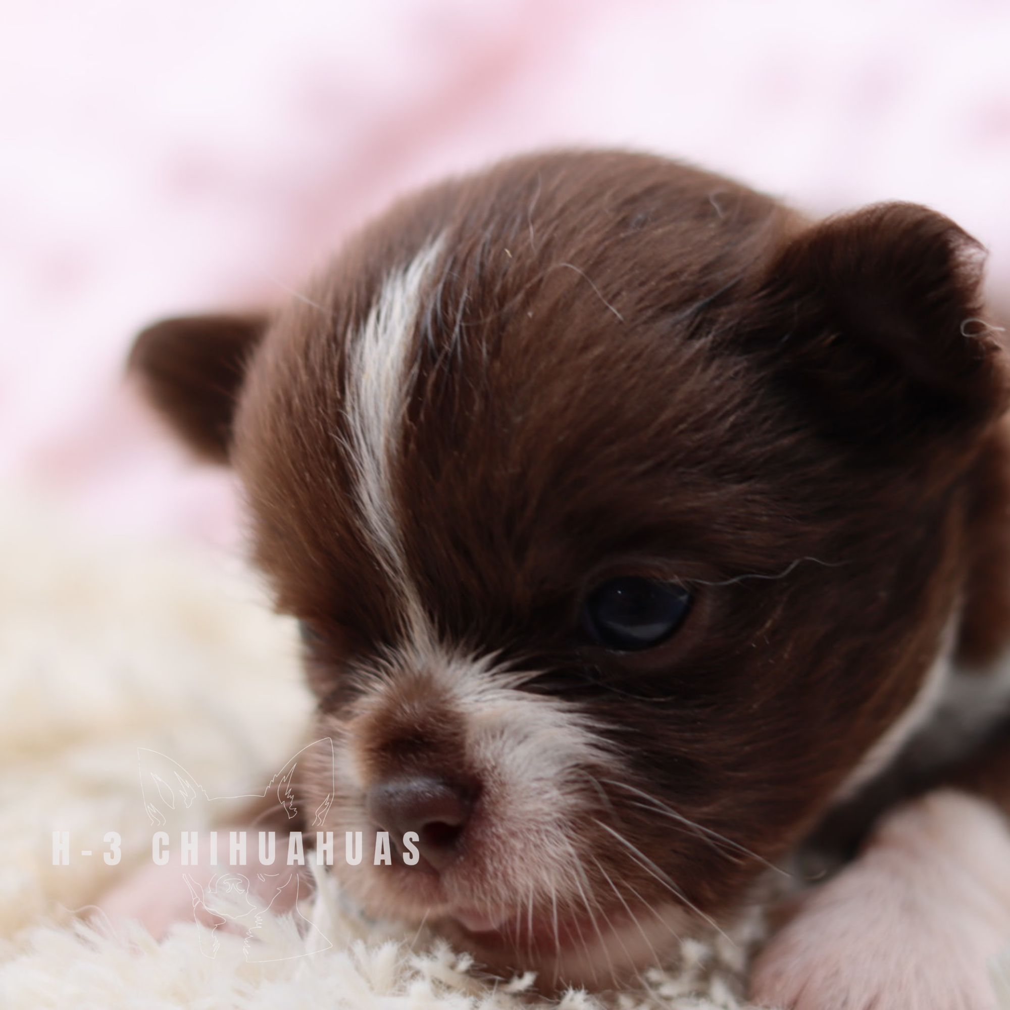 Watermarking - CULLIN - 5_25 (25).png