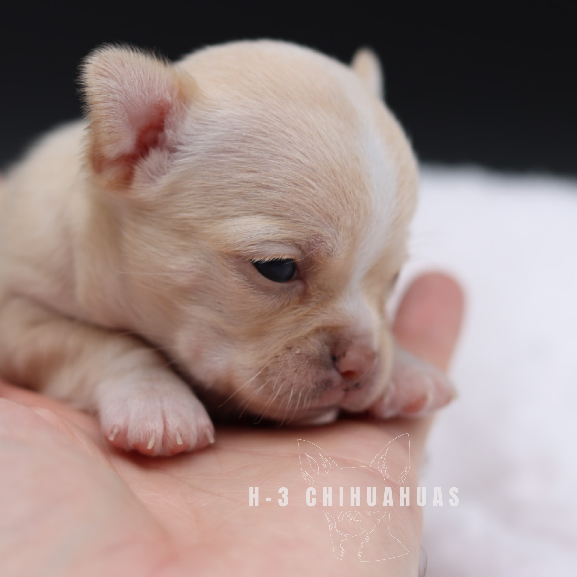 Watermarking - CULLIN - 5_25 (7).png