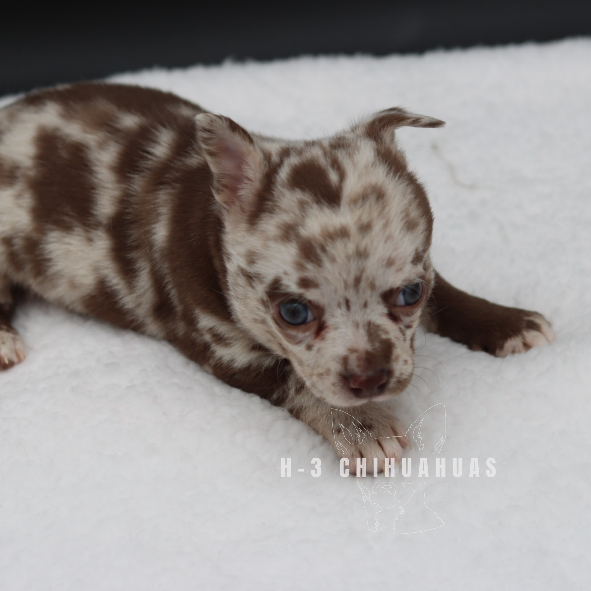 Watermarking - CULLIN - 5_25 (30).png