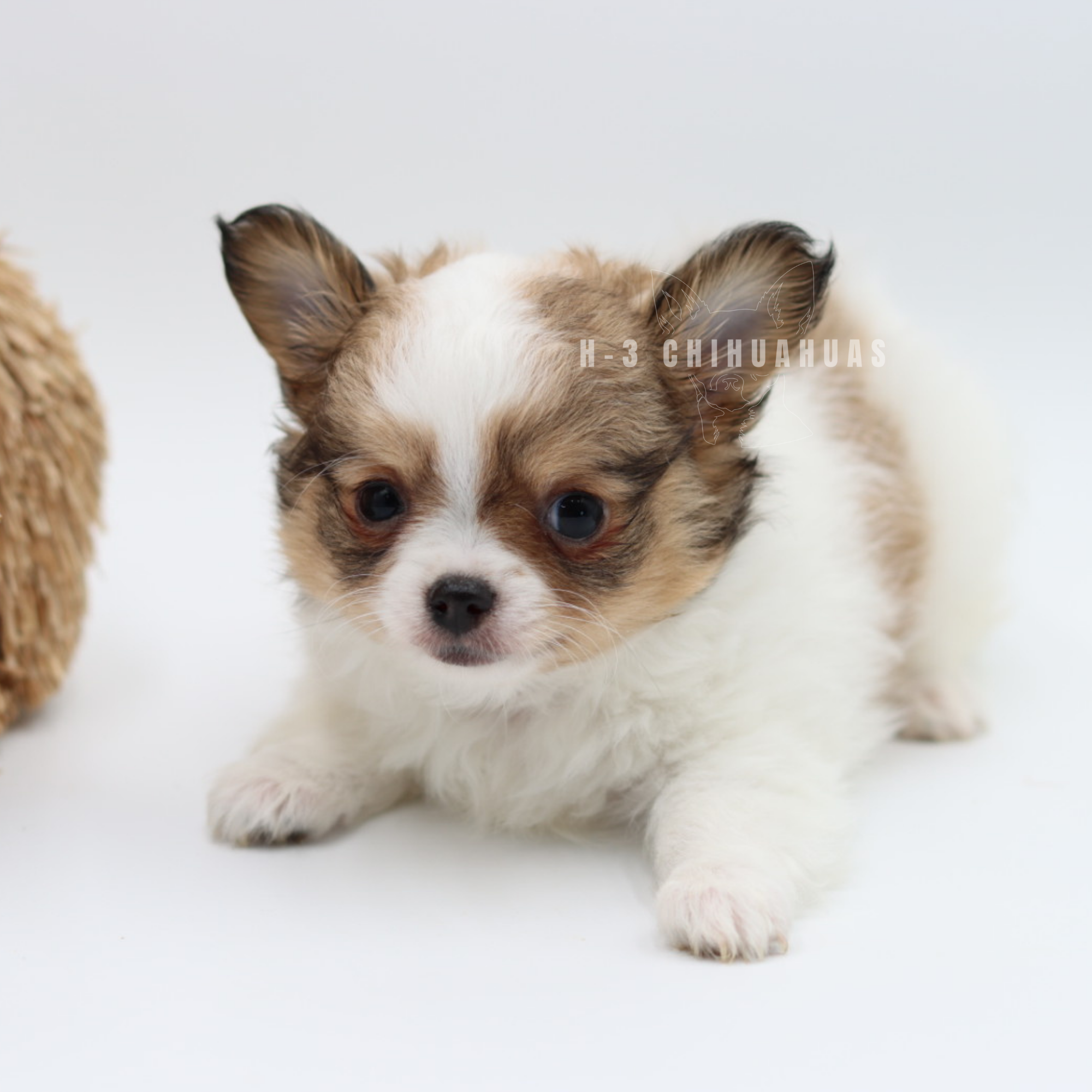 DAVEY (RESERVED)