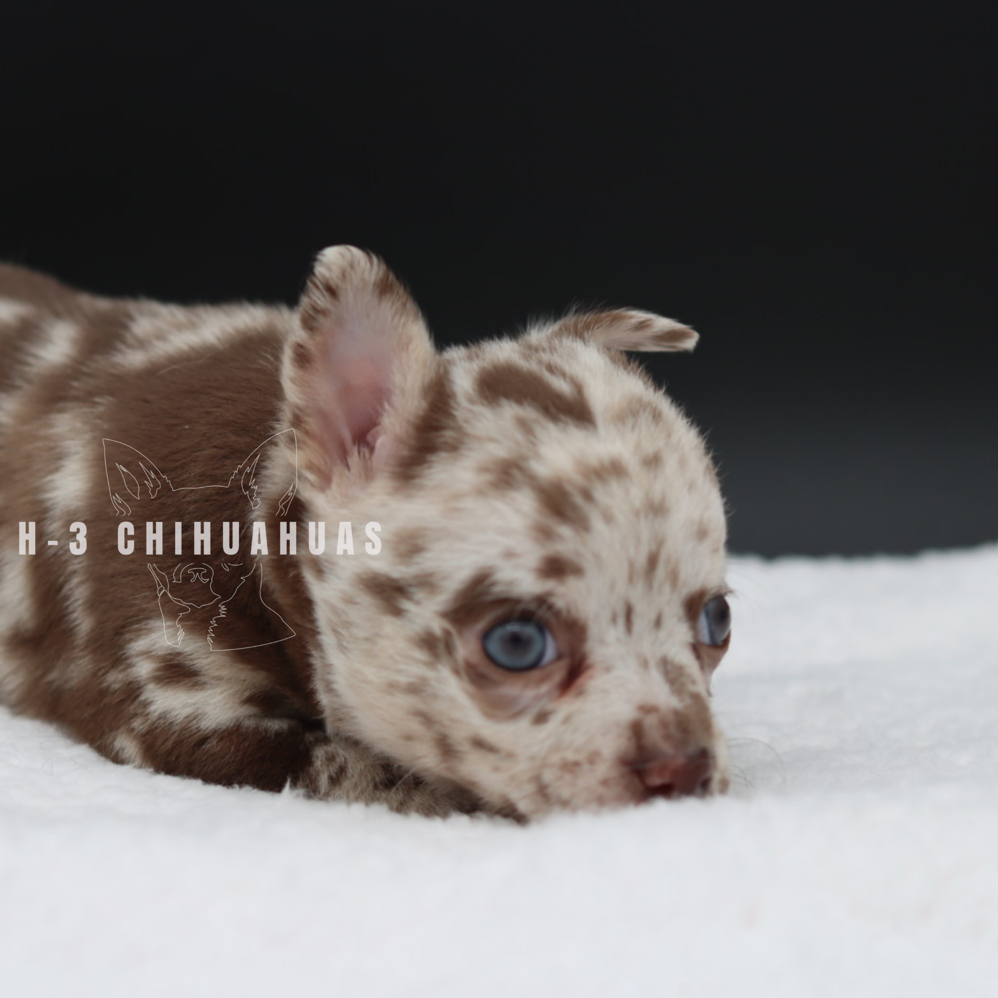 Watermarking - CULLIN - 5_25 (32).png