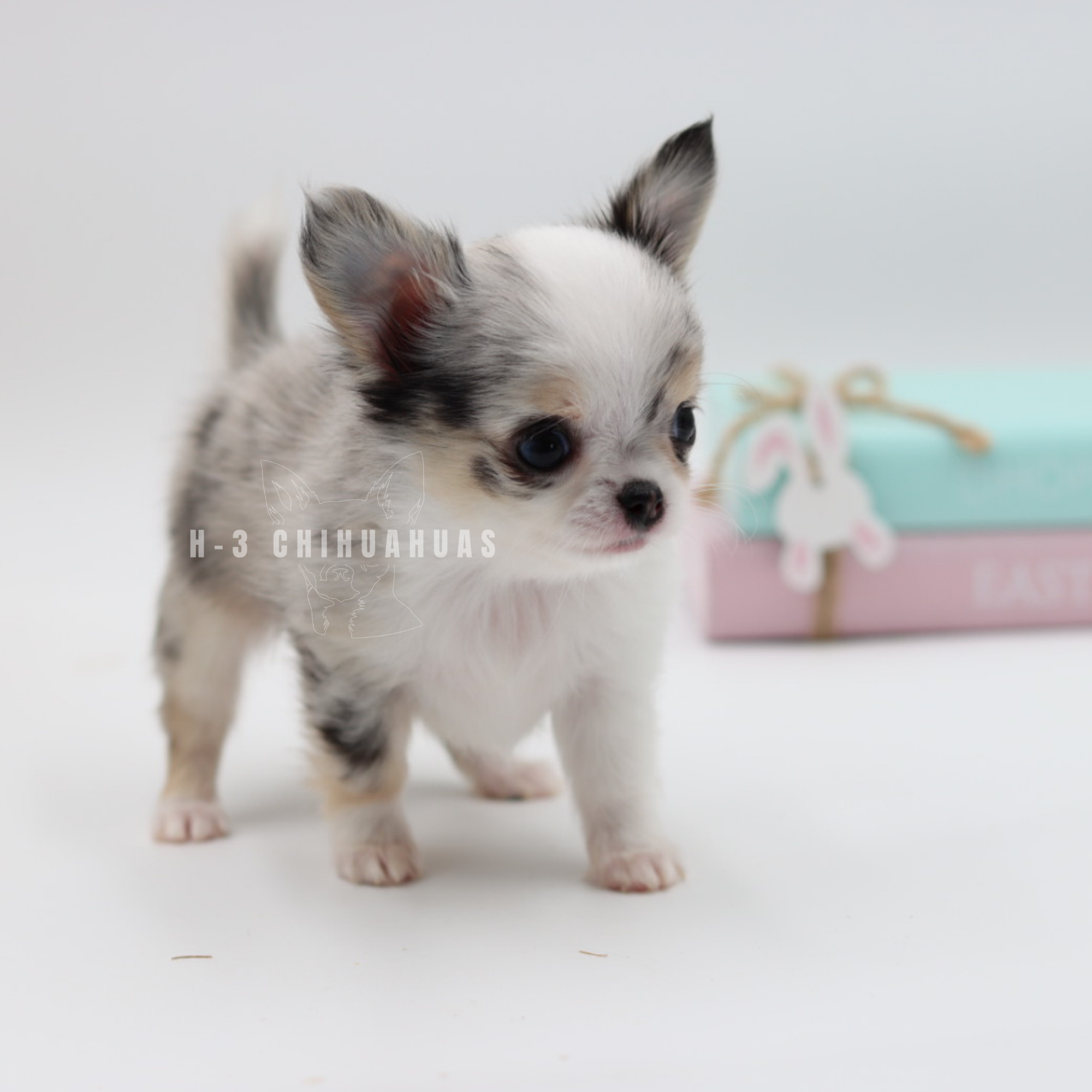 ROSE (RESERVED) CHARTING 2 1/2 - 3lbs