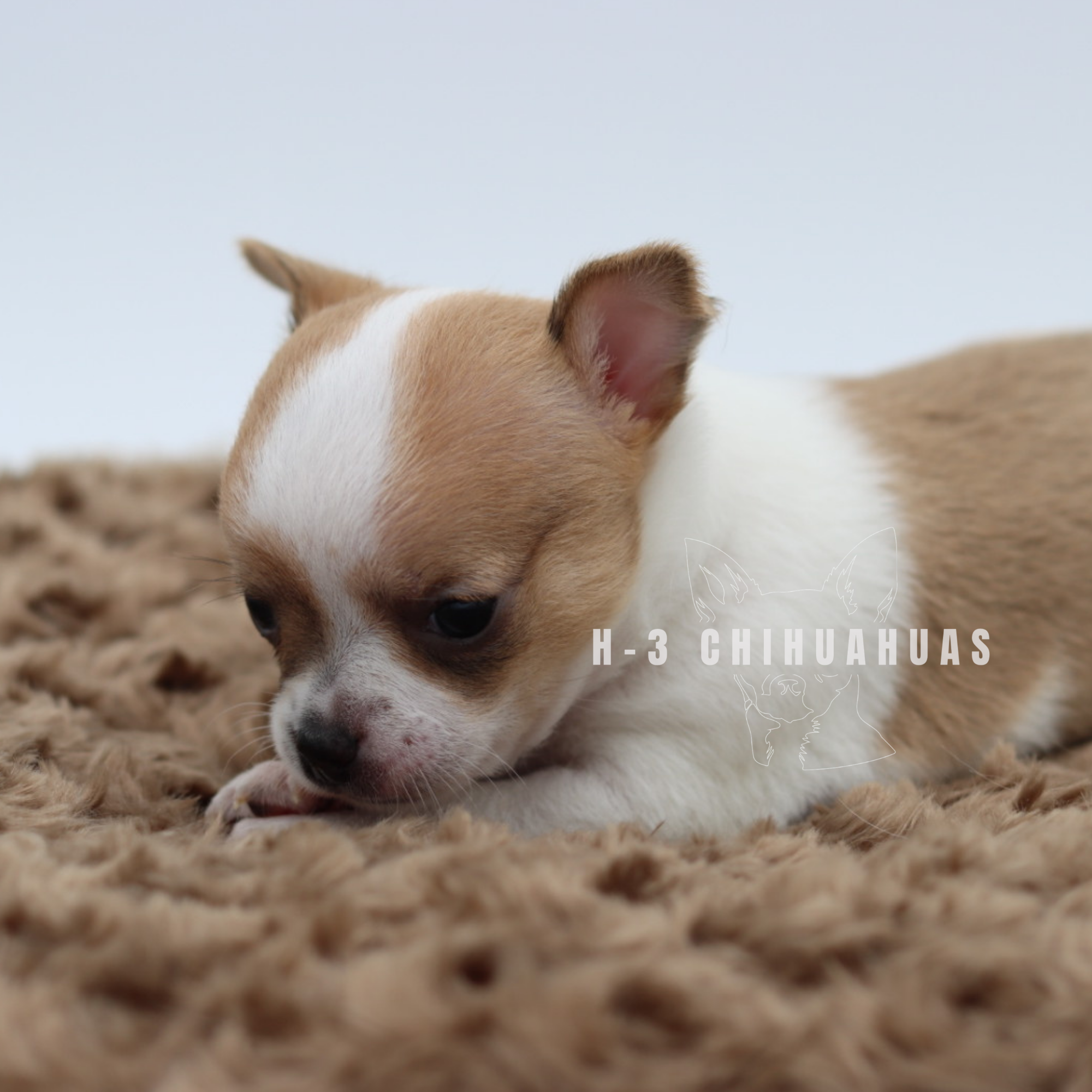 Watermarking - CULLIN - 5_25 (10).png