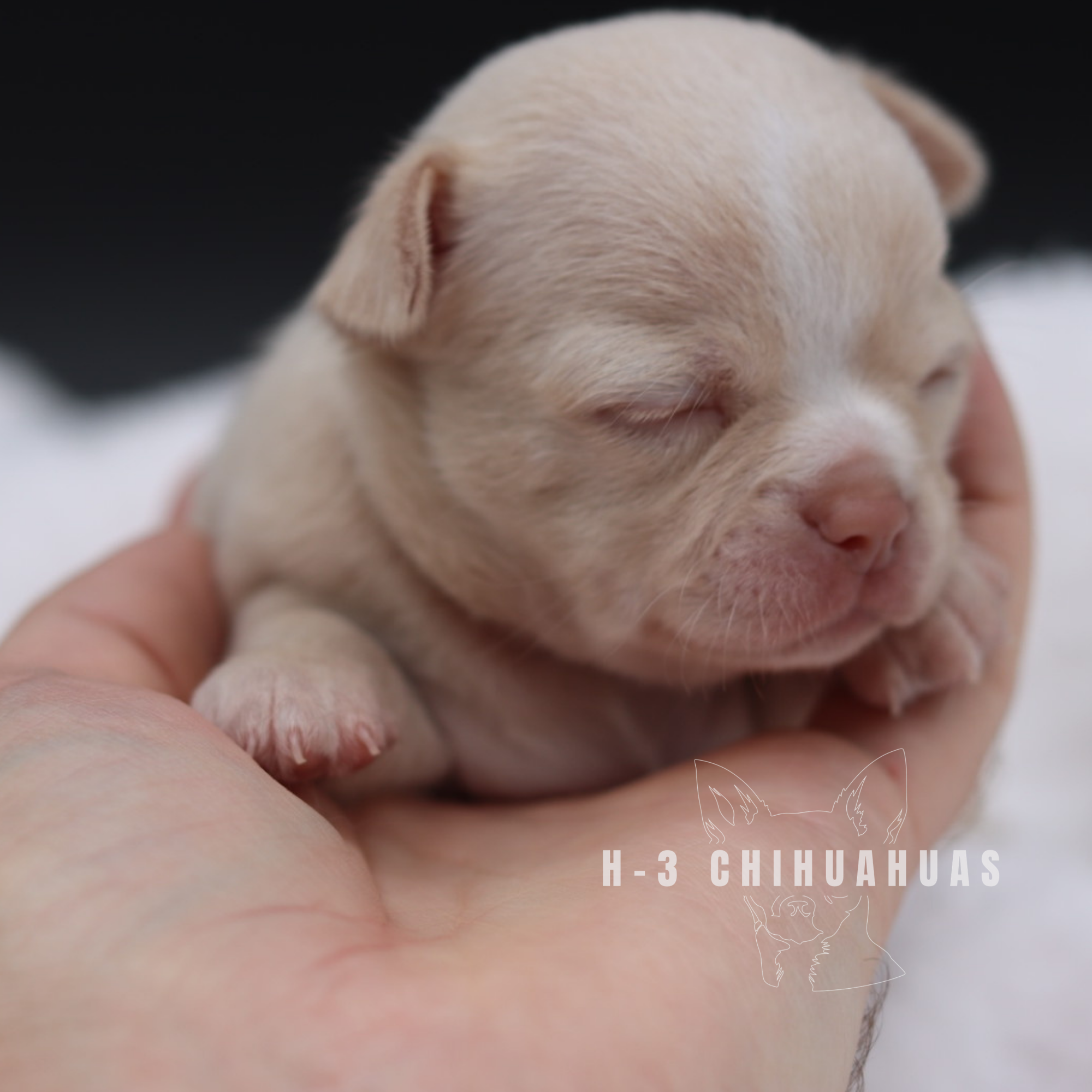 Watermarking - CULLIN - 5_25 (6).png
