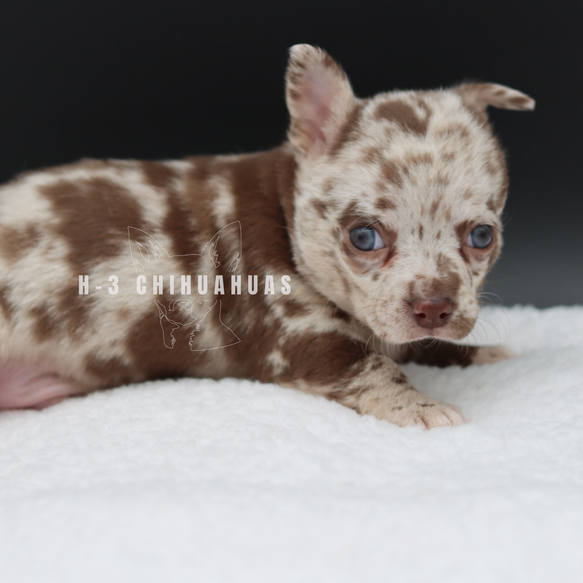 Watermarking - CULLIN - 5_25 (31).png