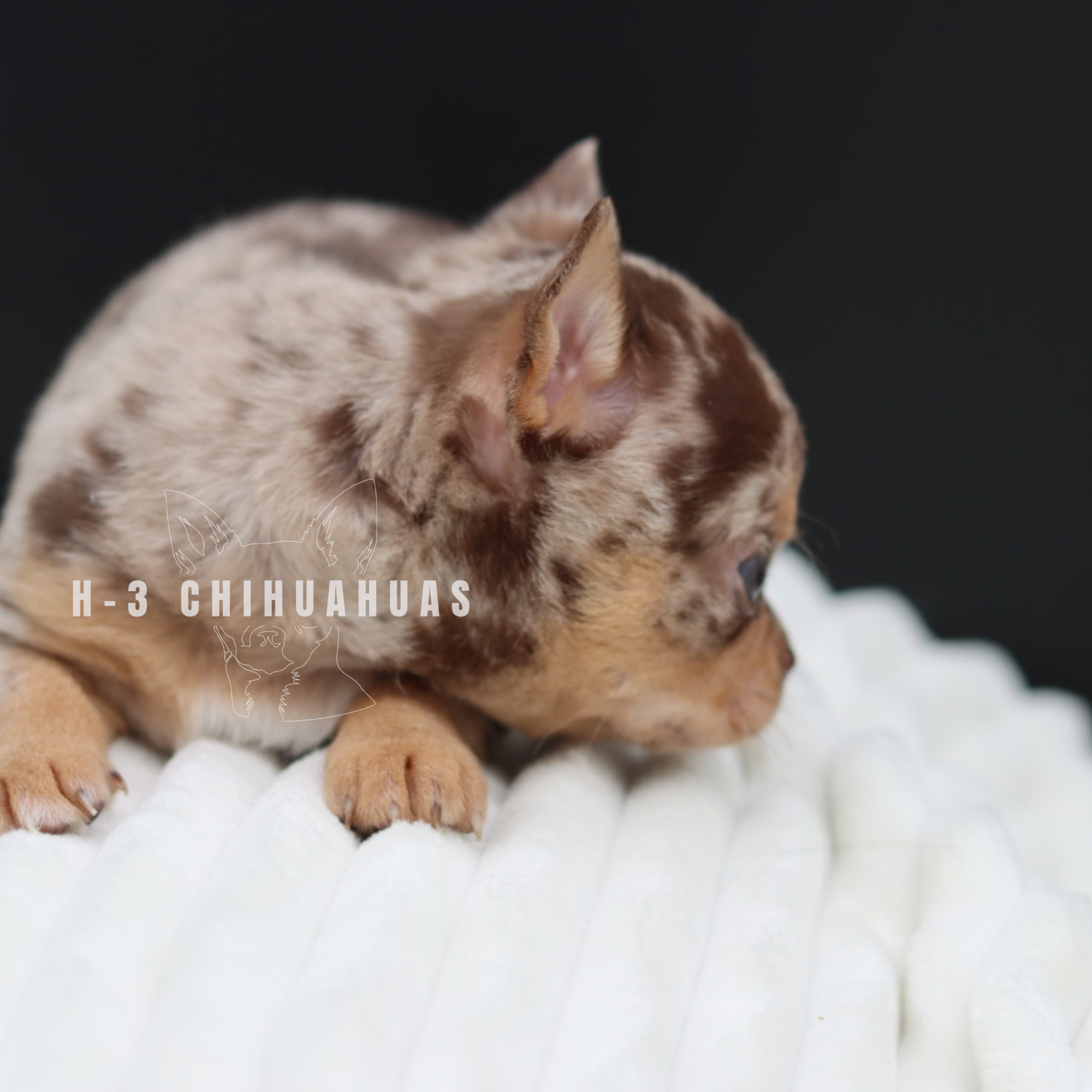 Watermarking - CULLIN - 5_25 (10).png