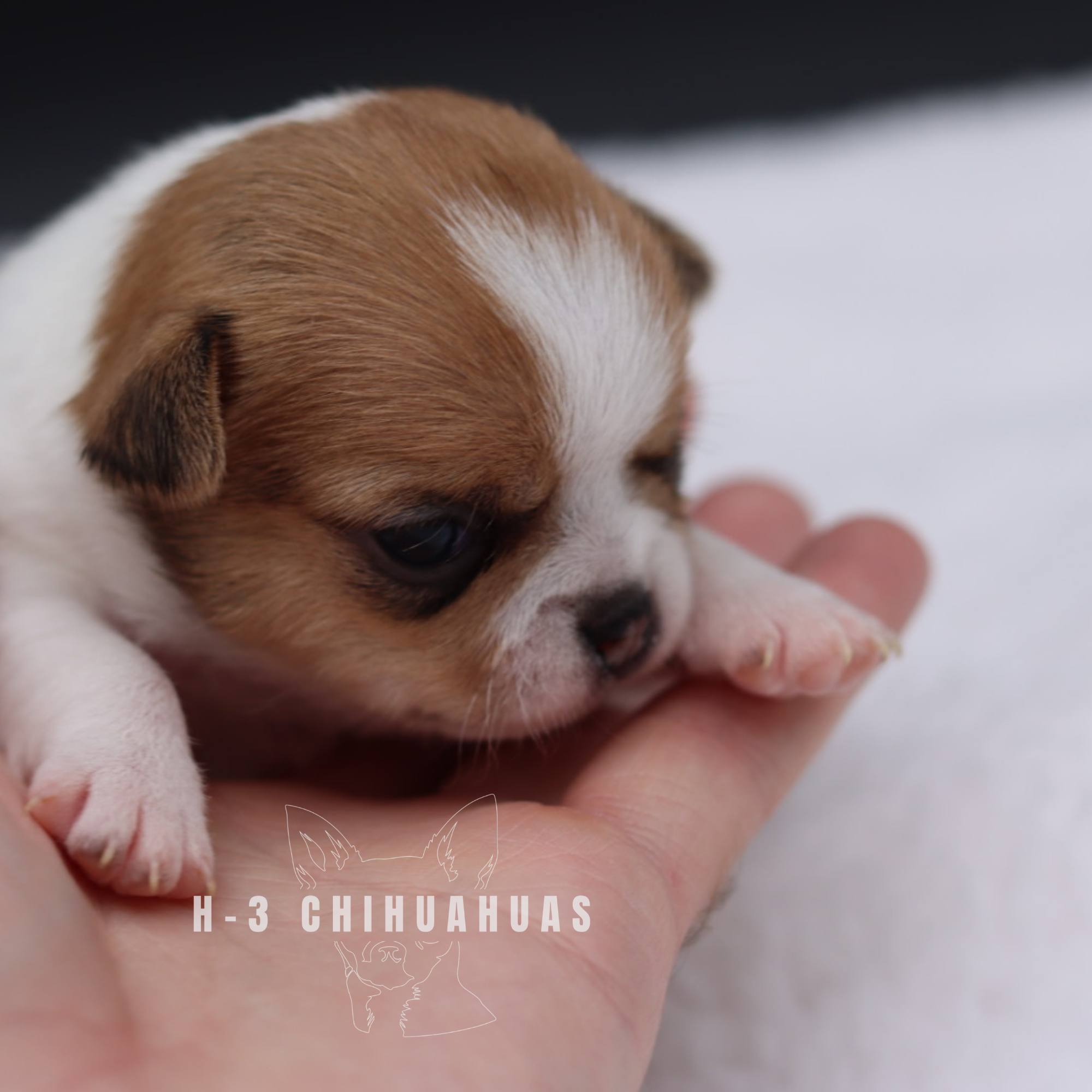 Watermarking - CULLIN - 5_25 (6).png