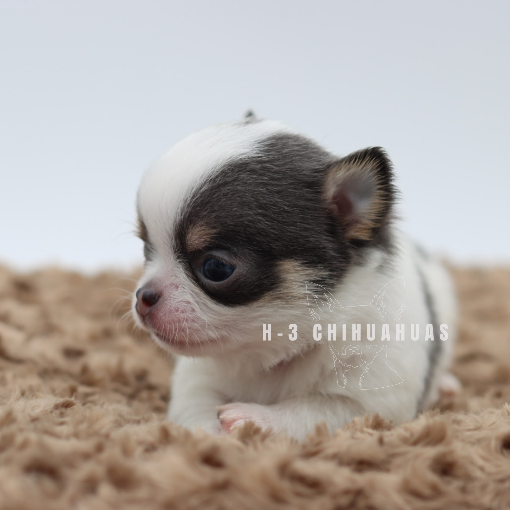 Watermarking - CULLIN - 5_25 (7).png