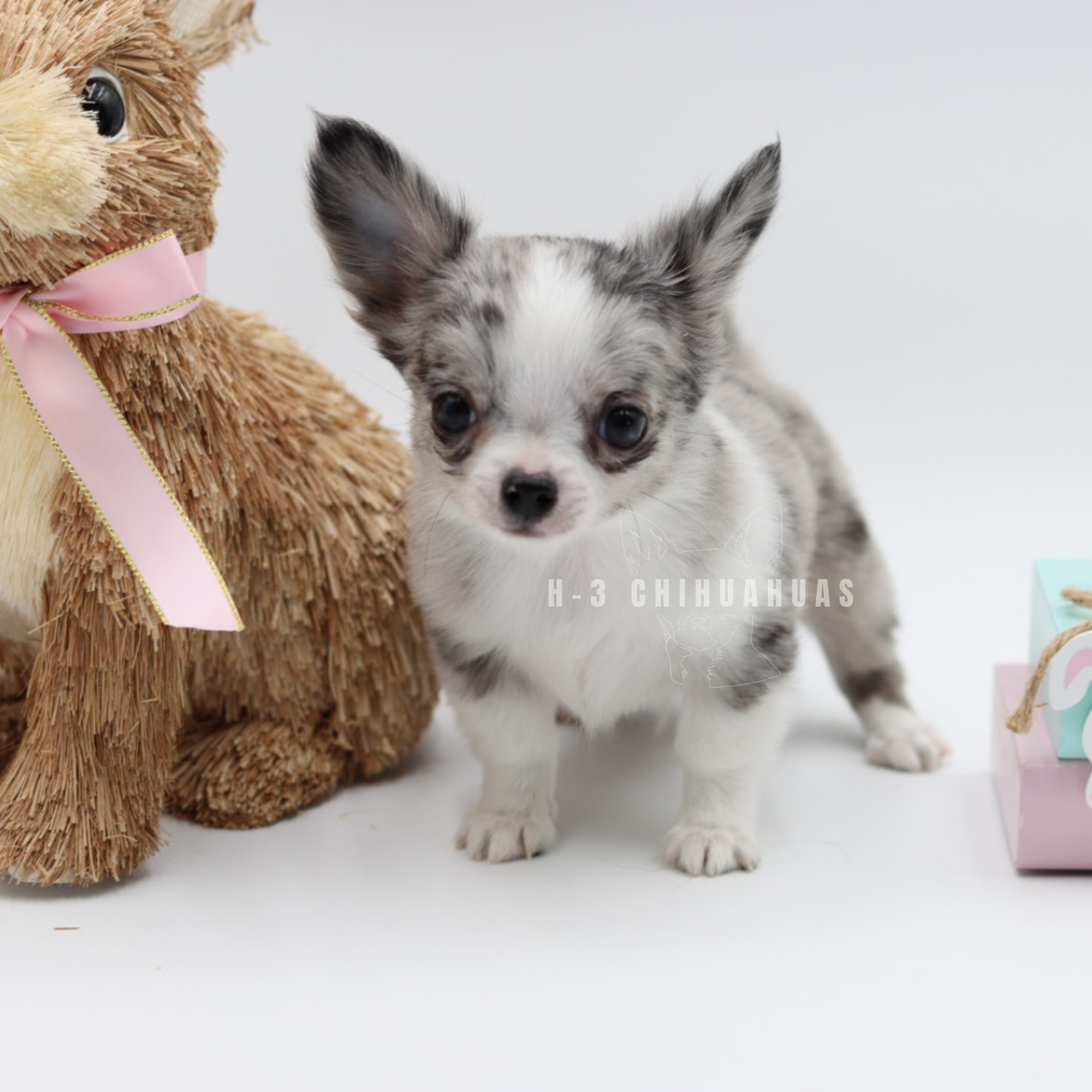 MILO (RESERVED)