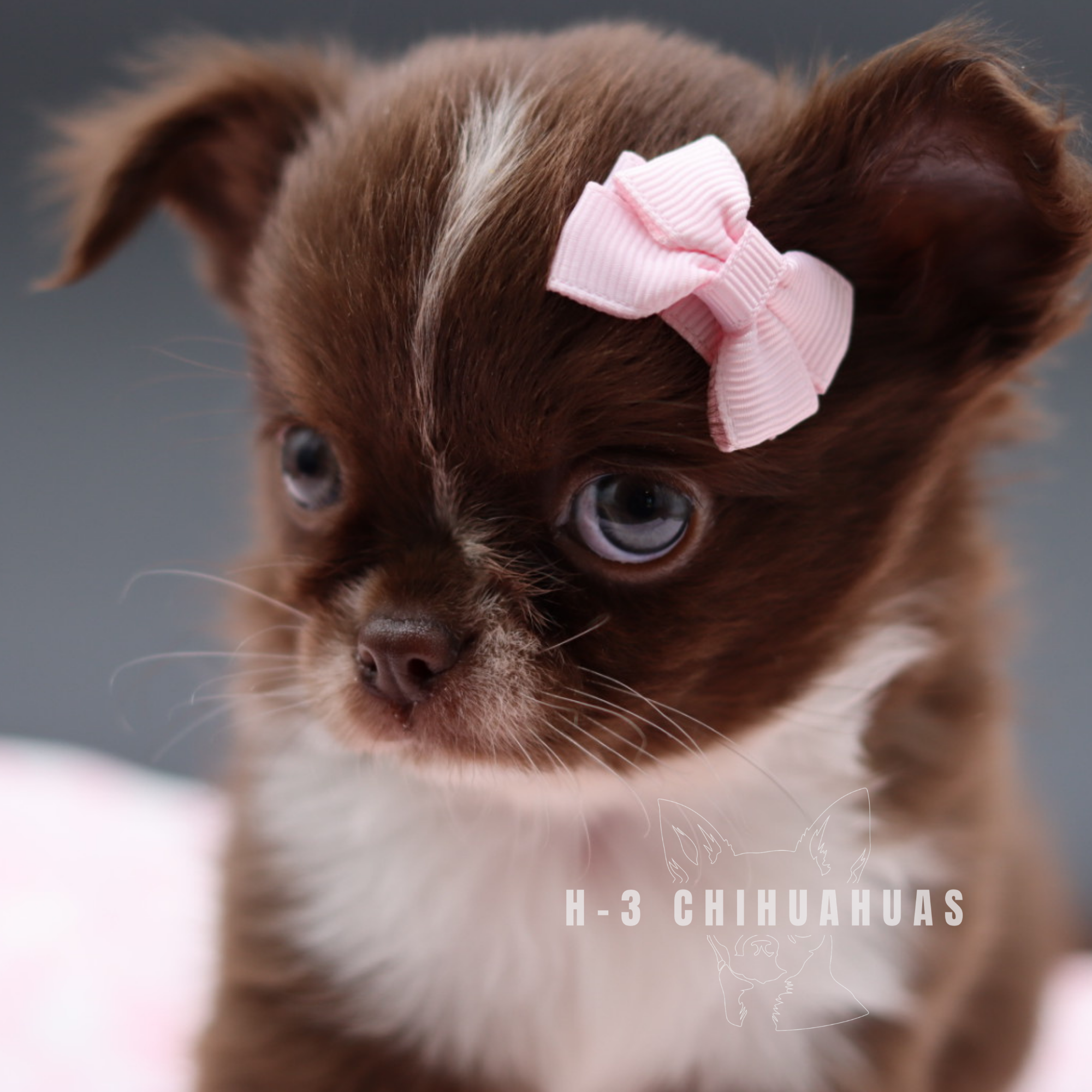 MONROE (RESERVED)