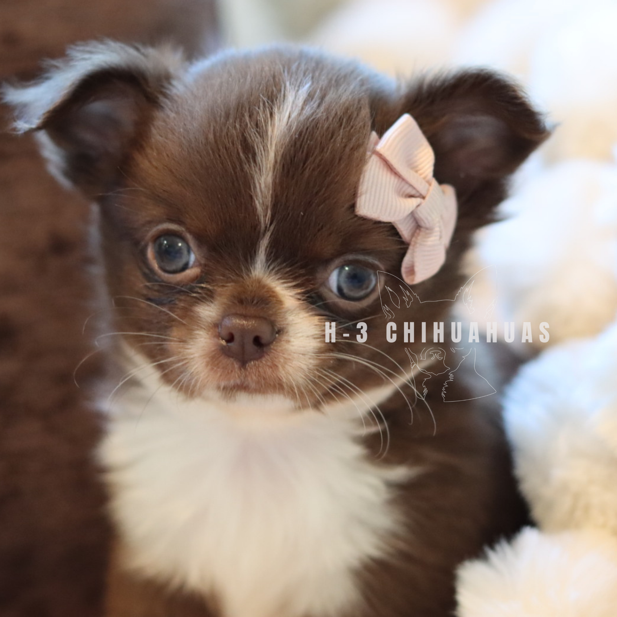 MONROE (AVAILABLE)
