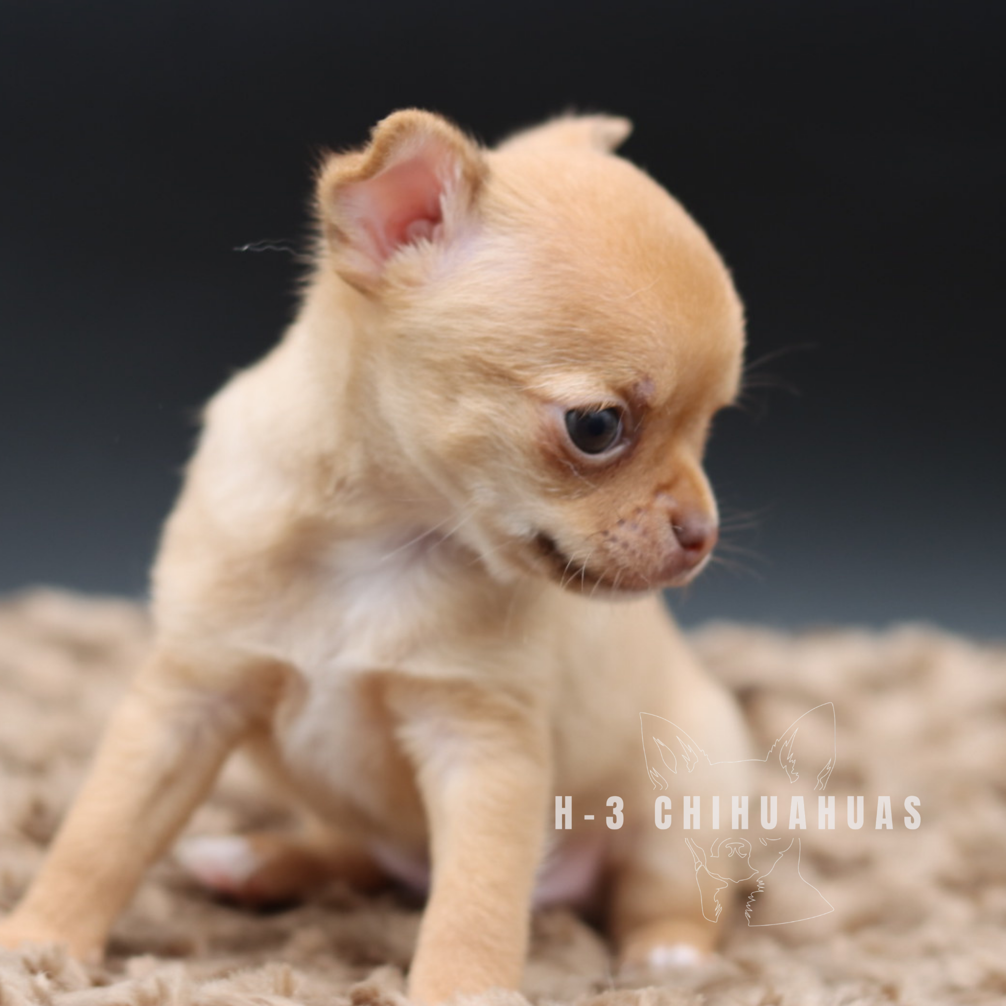 Watermarking - CULLIN - 5_25 (7).png