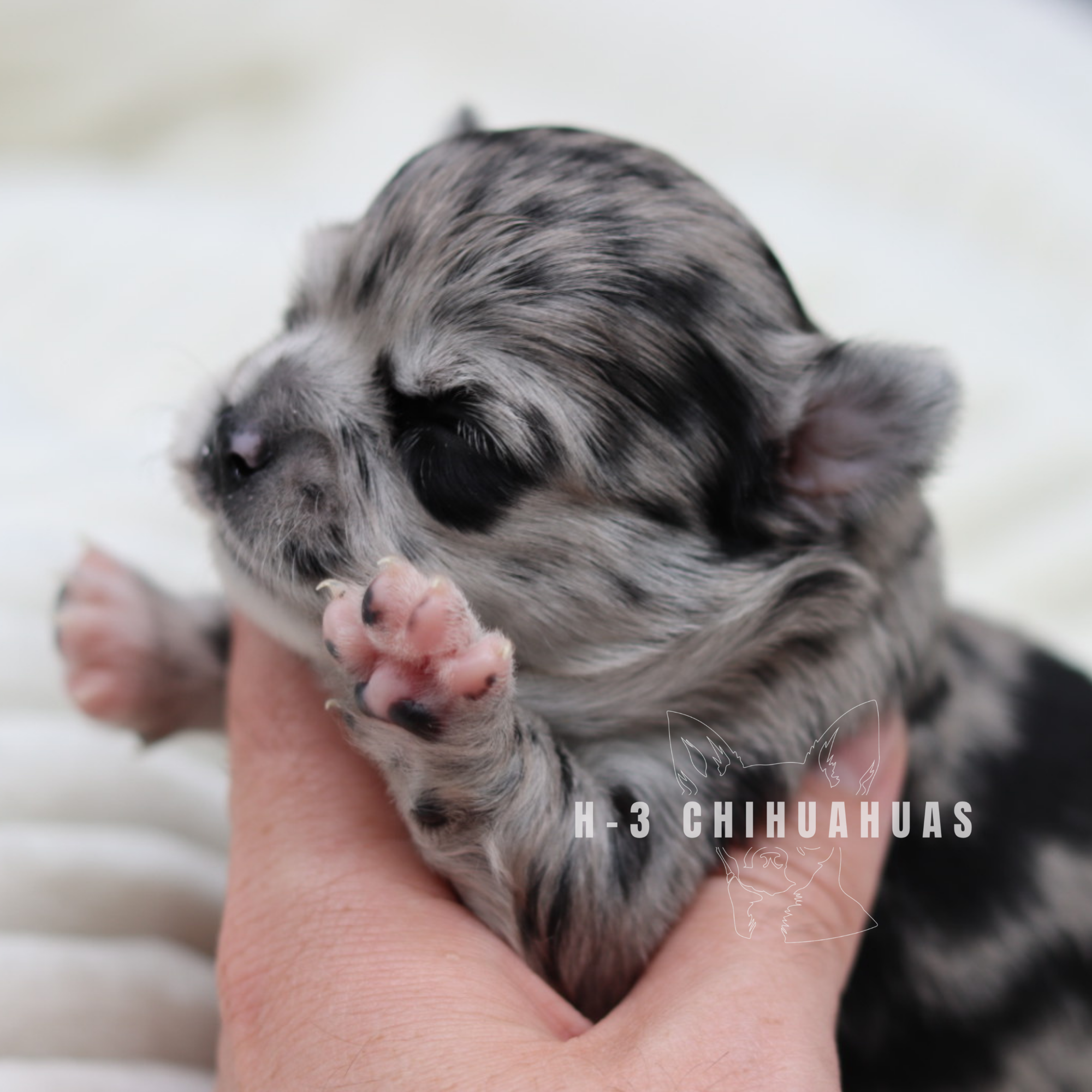 Watermarking - CULLIN - 5_25 (10).png