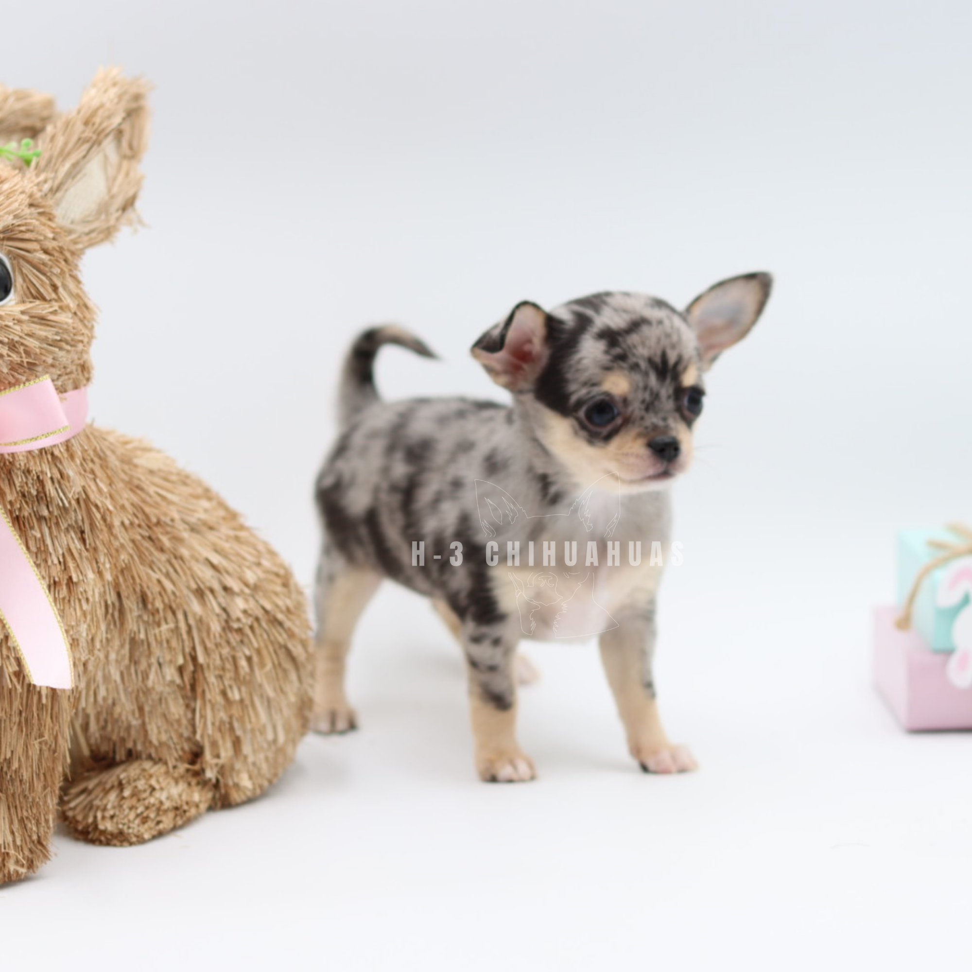 BLYTHE (RESERVED)