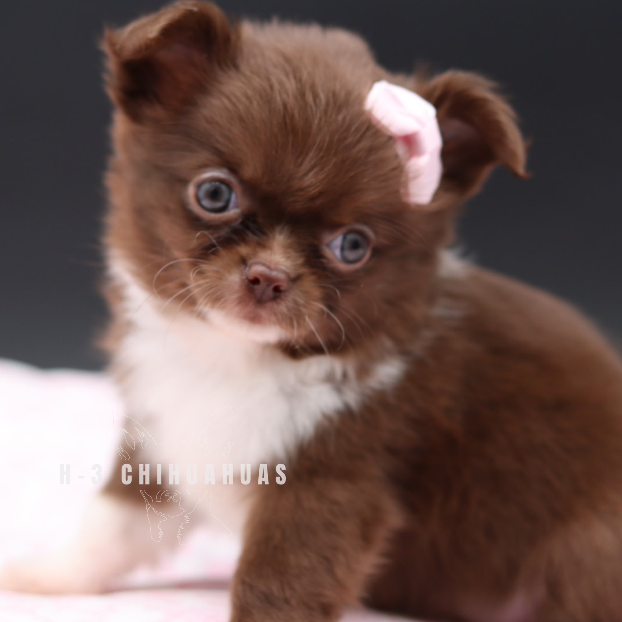COLLINS  (RESERVED)