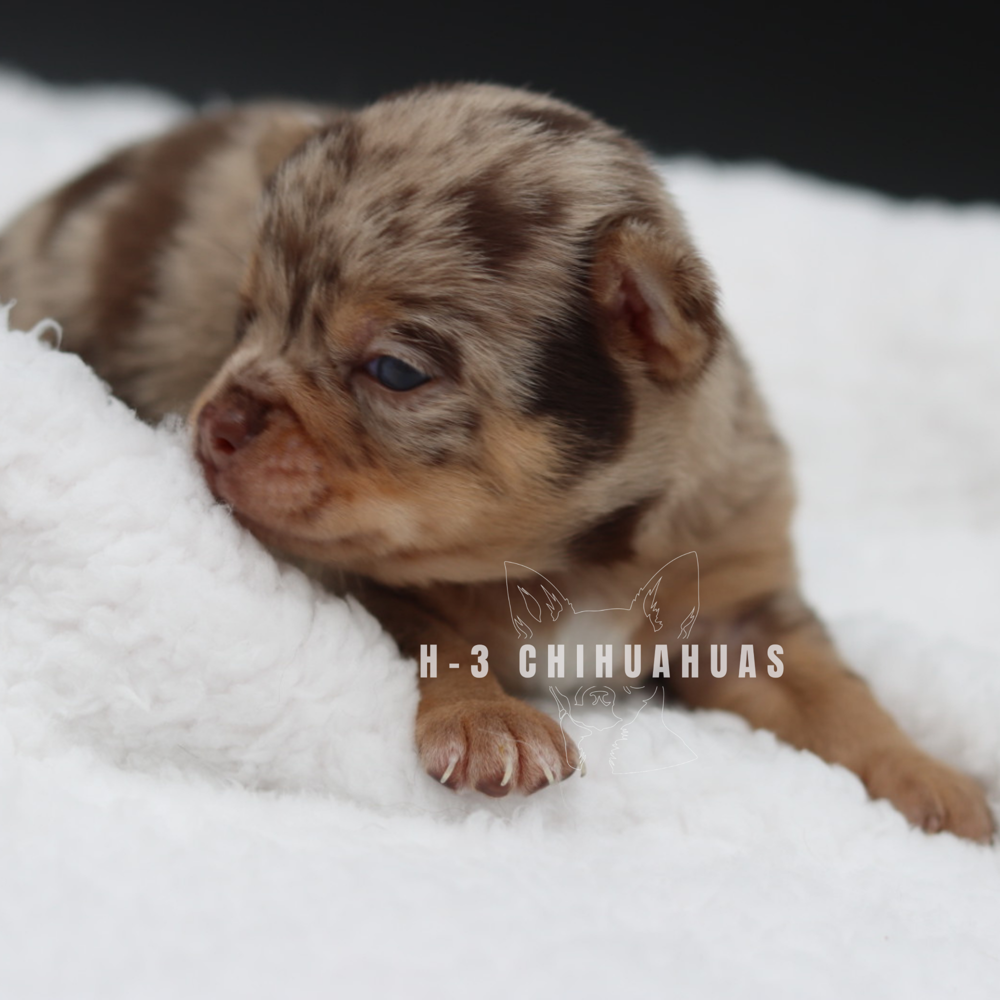 Watermarking - CULLIN - 5_25 (4).png