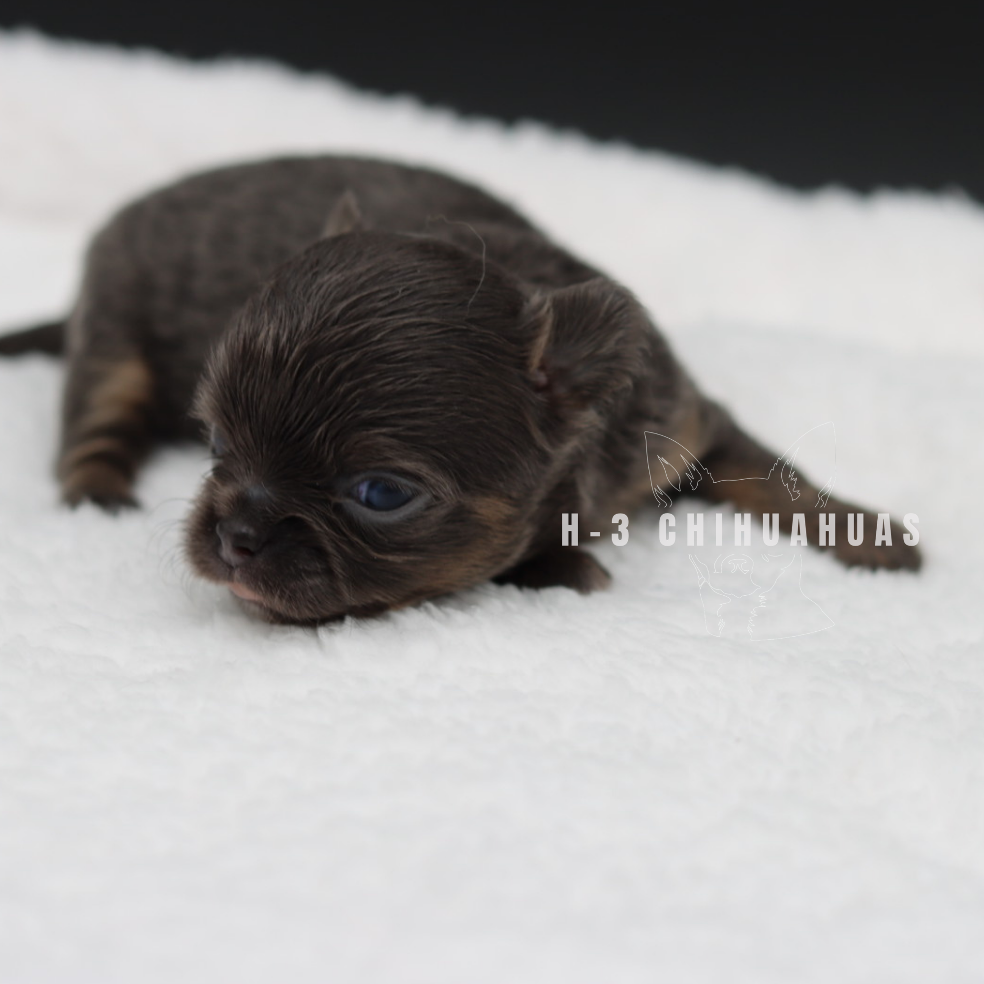 Watermarking - CULLIN - 5_25 (10).png