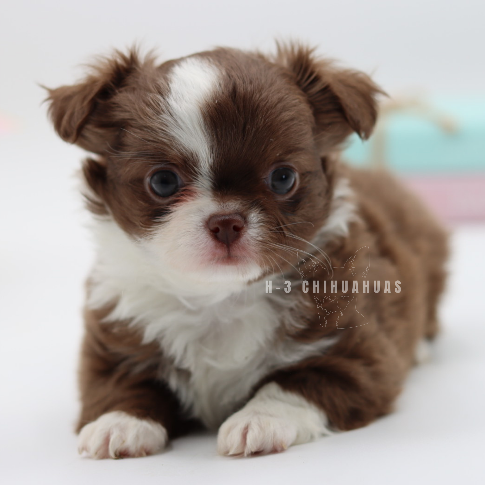 WREN (RESERVED)