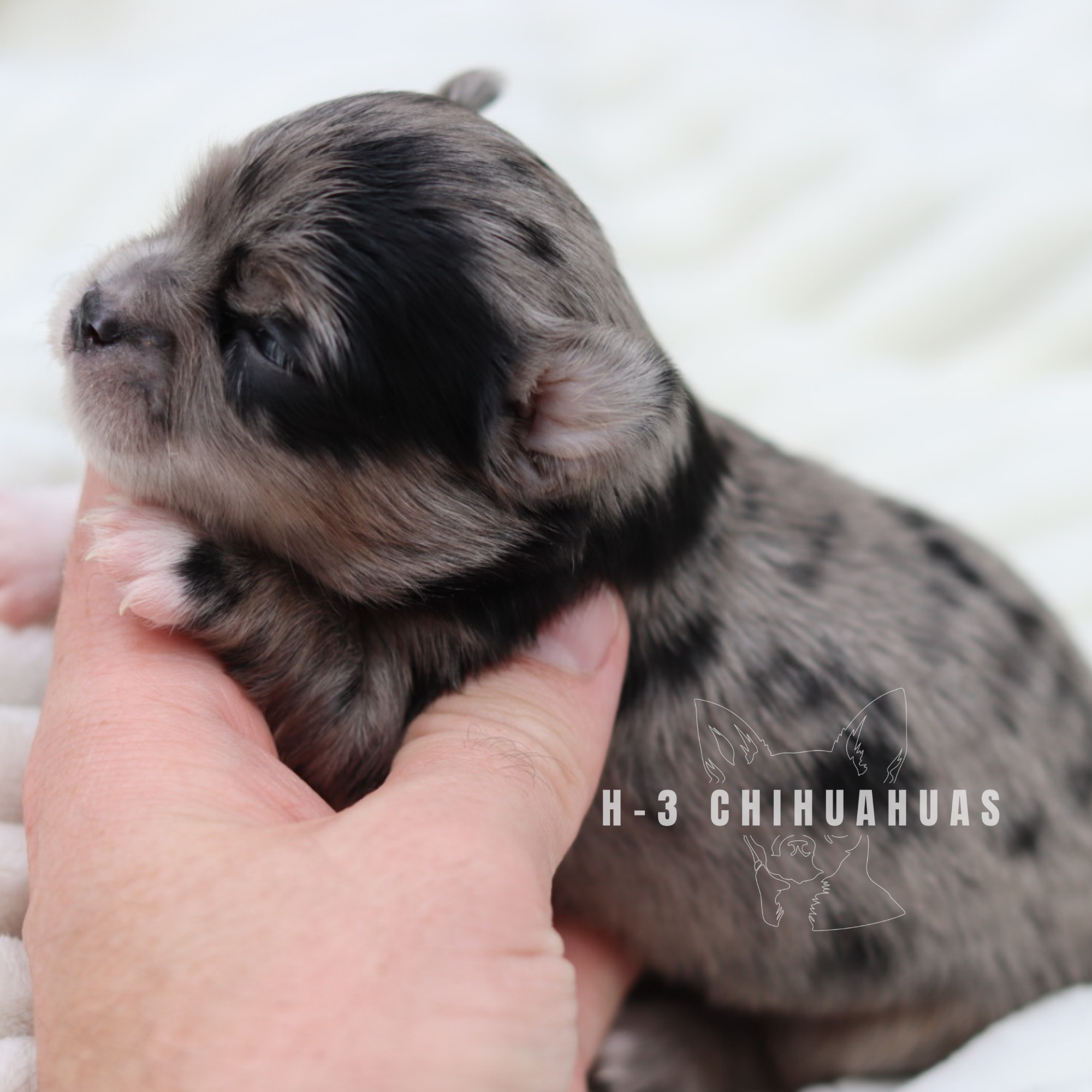 POPPY (reserved)
