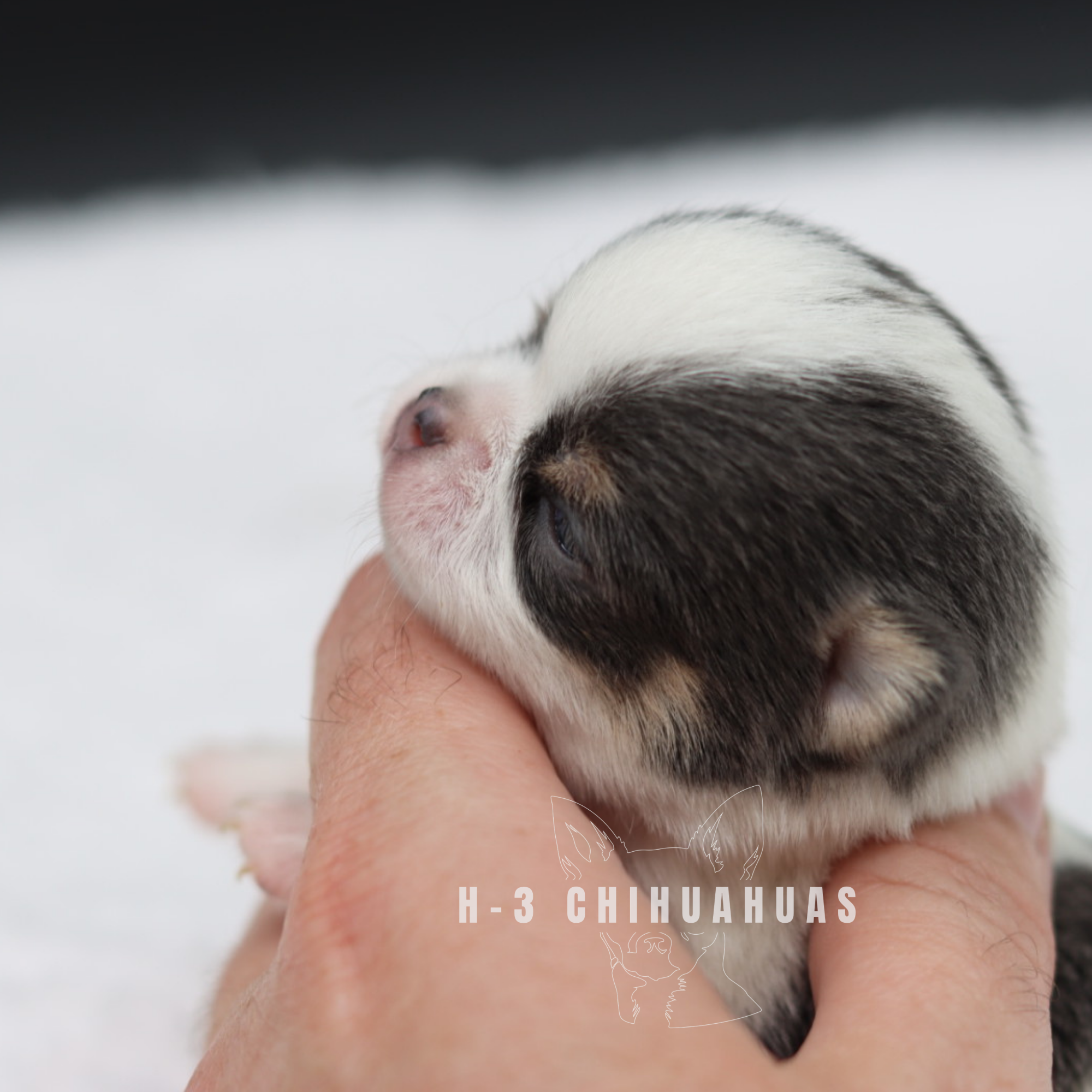 Watermarking - CULLIN - 5_25 (4).png