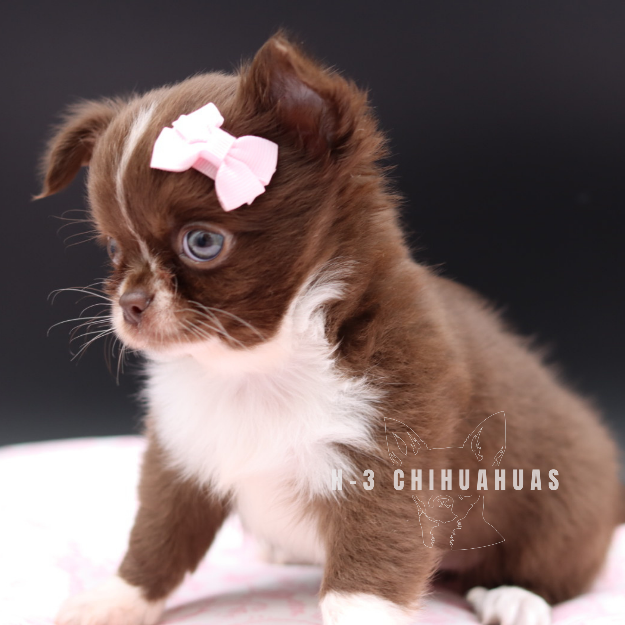 Watermarking - CULLIN - 5_25 (11).png