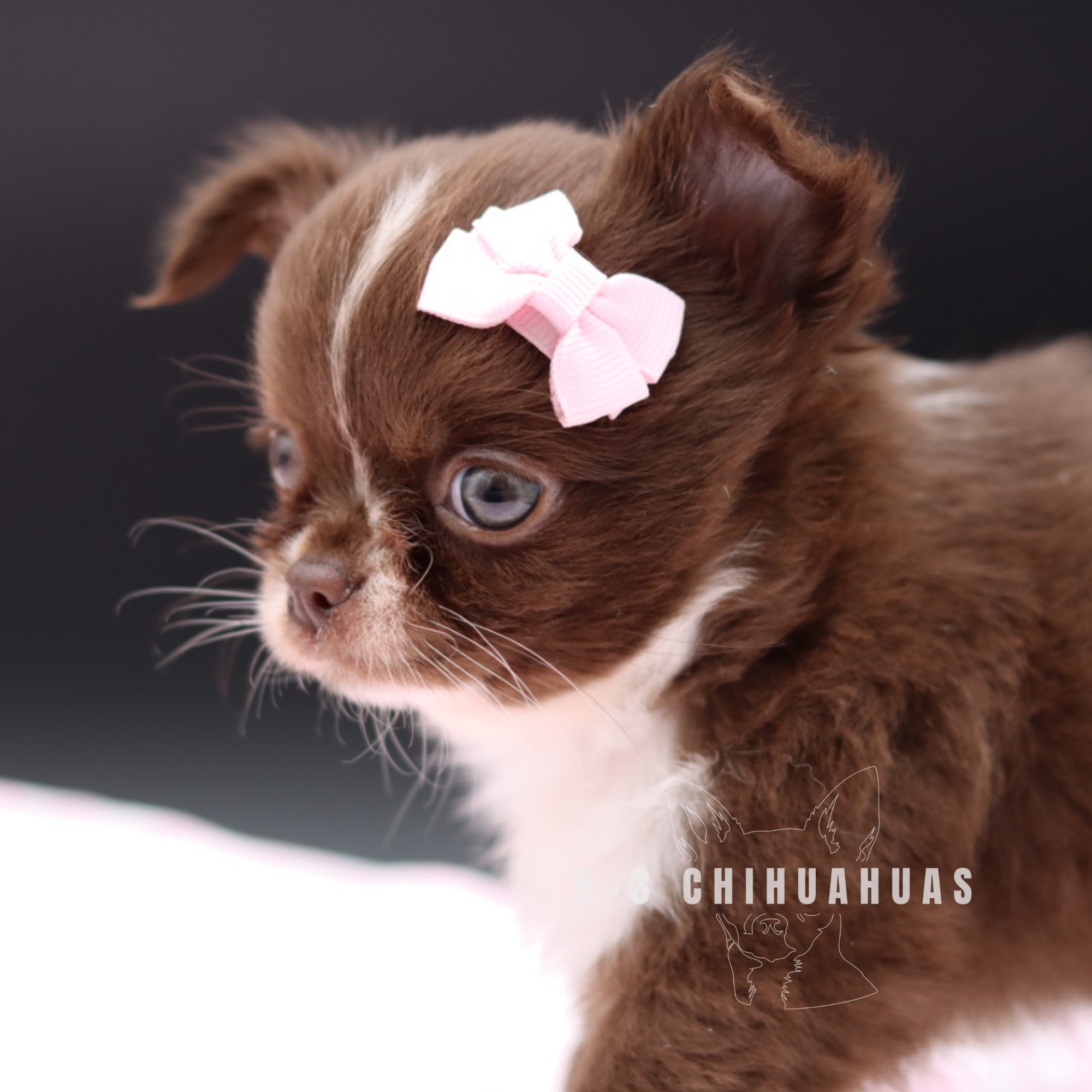 Watermarking - CULLIN - 5_25 (12).png