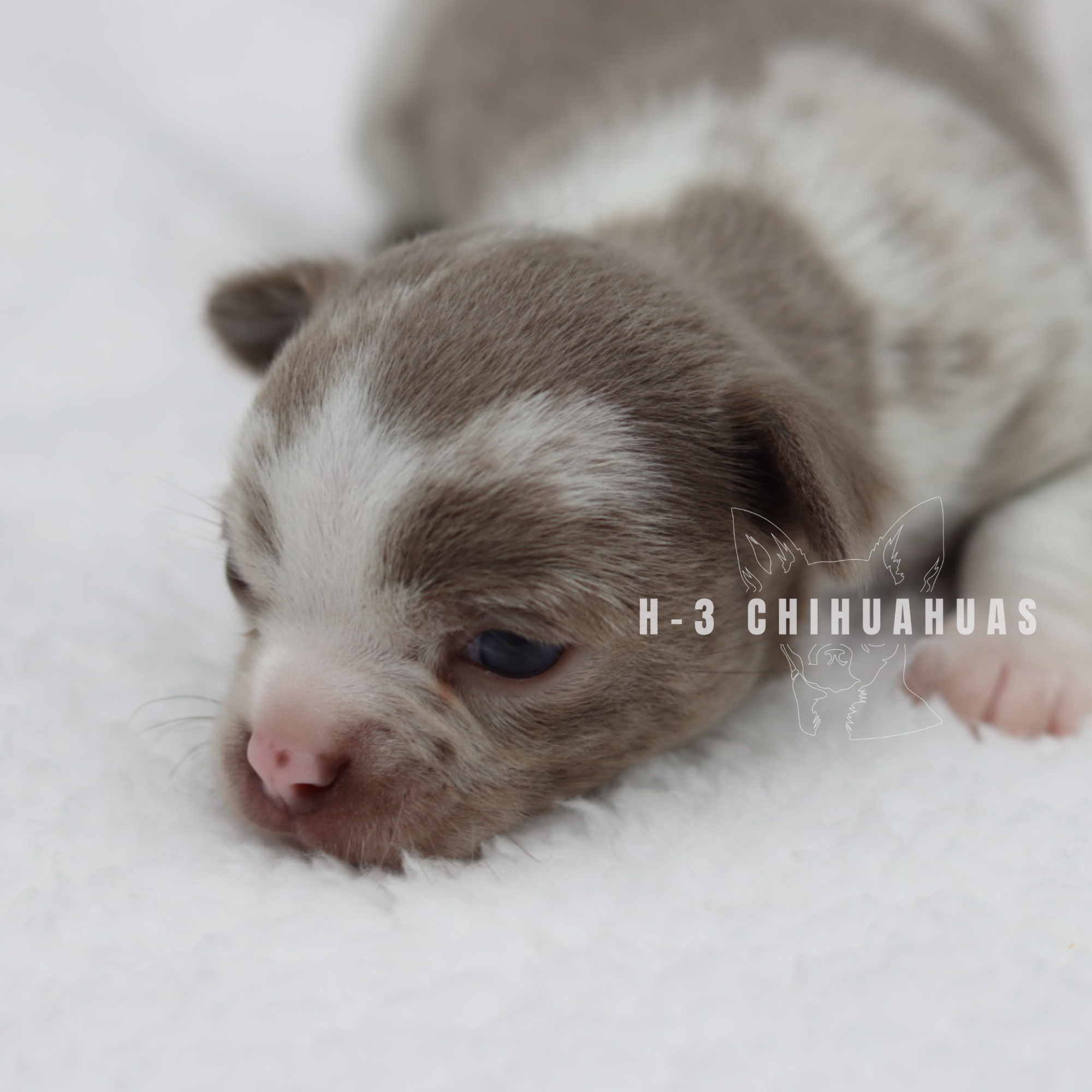 Watermarking - CULLIN - 5_25 (2).png