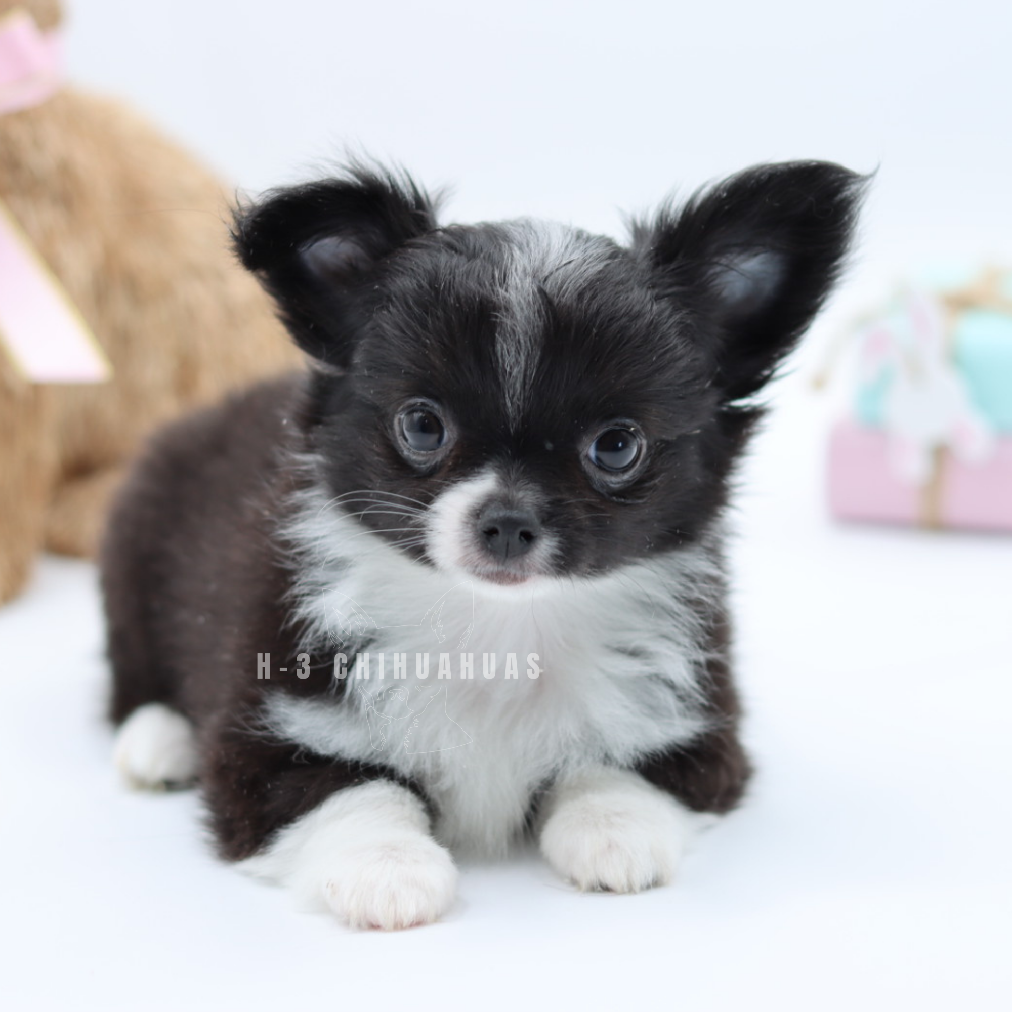 FINN (AVAILABLE)