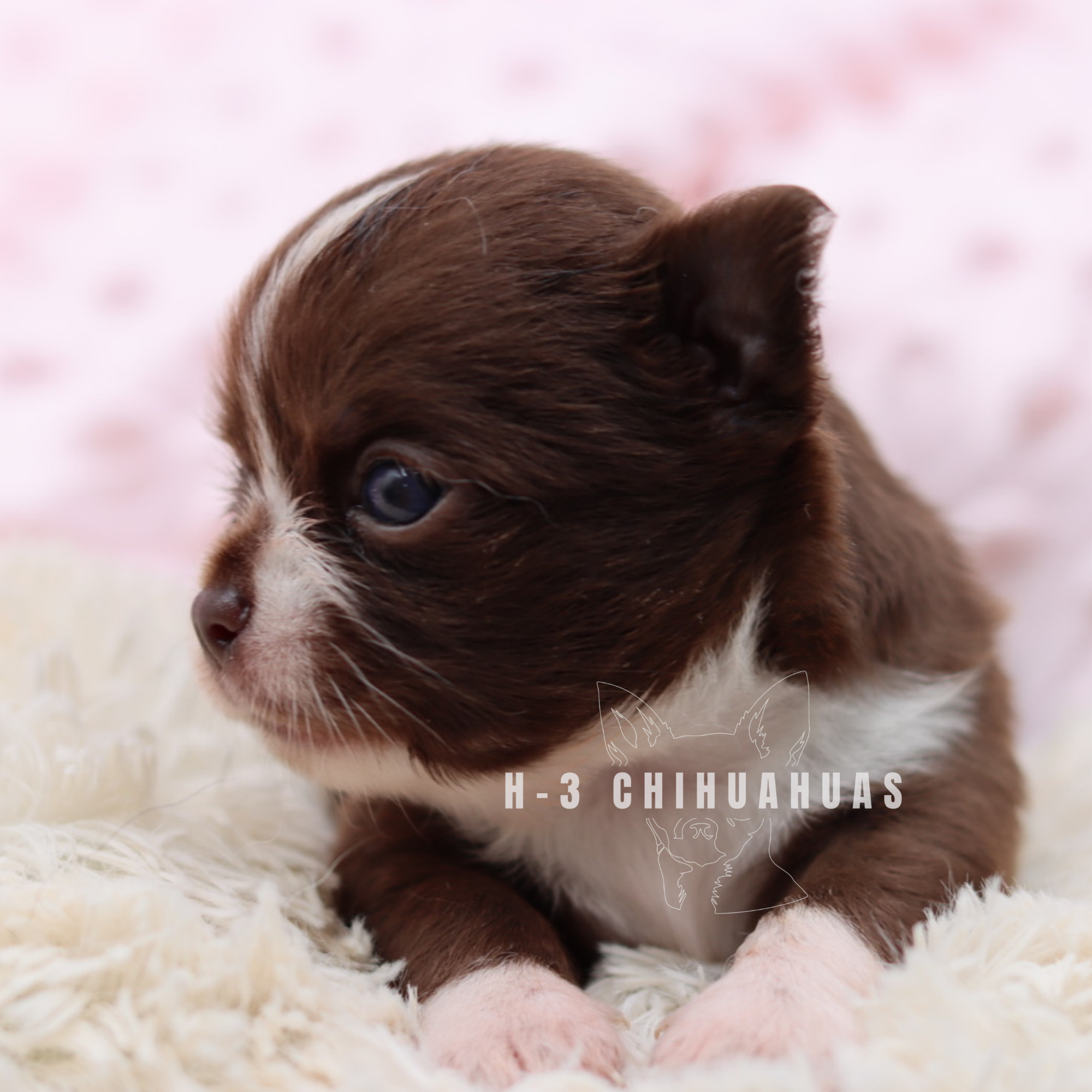 Watermarking - CULLIN - 5_25 (20).png
