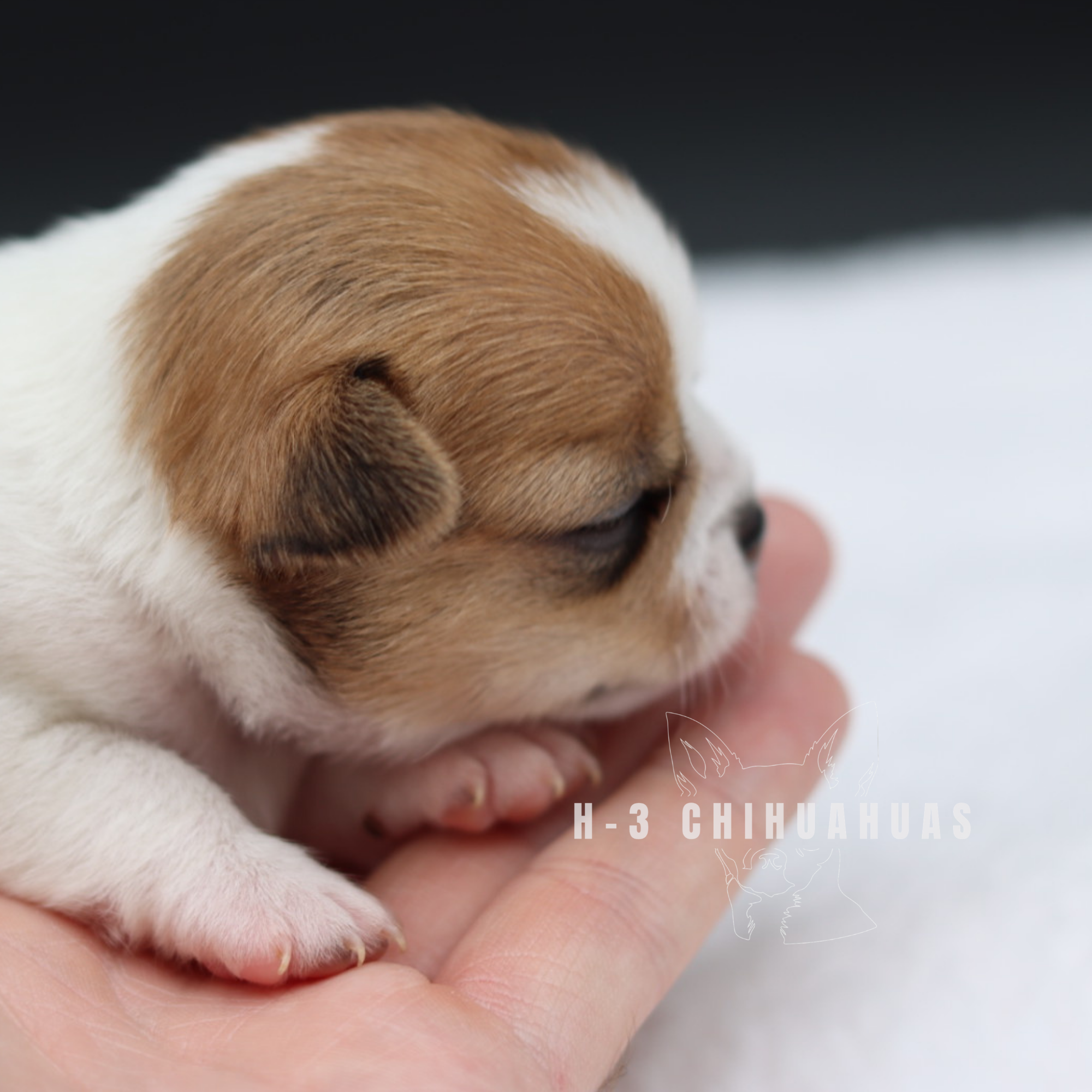 Watermarking - CULLIN - 5_25 (5).png